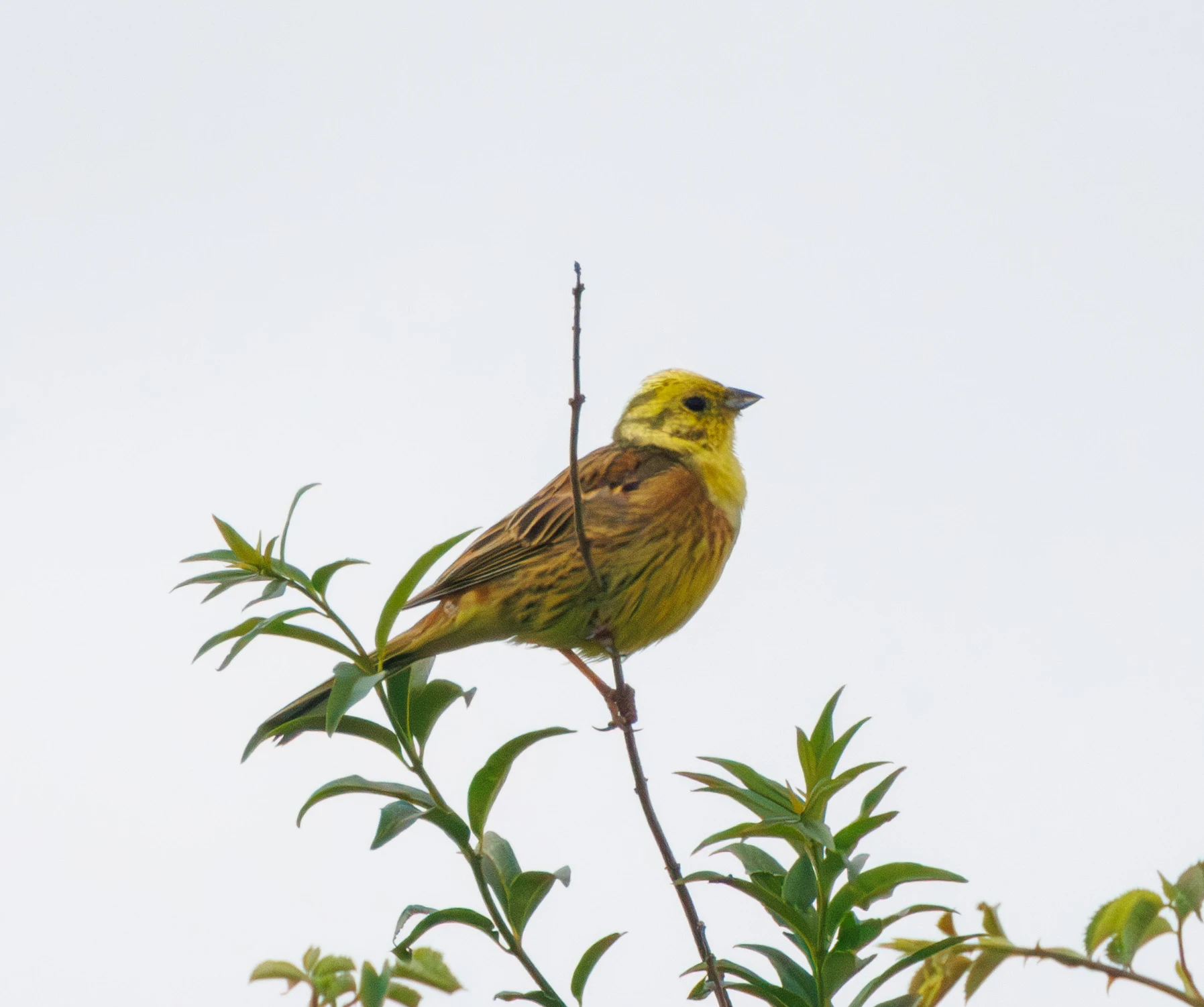 Yellowhammer, Martin Down, Hampshire, UK — photo by Adam Prugel-Bennett