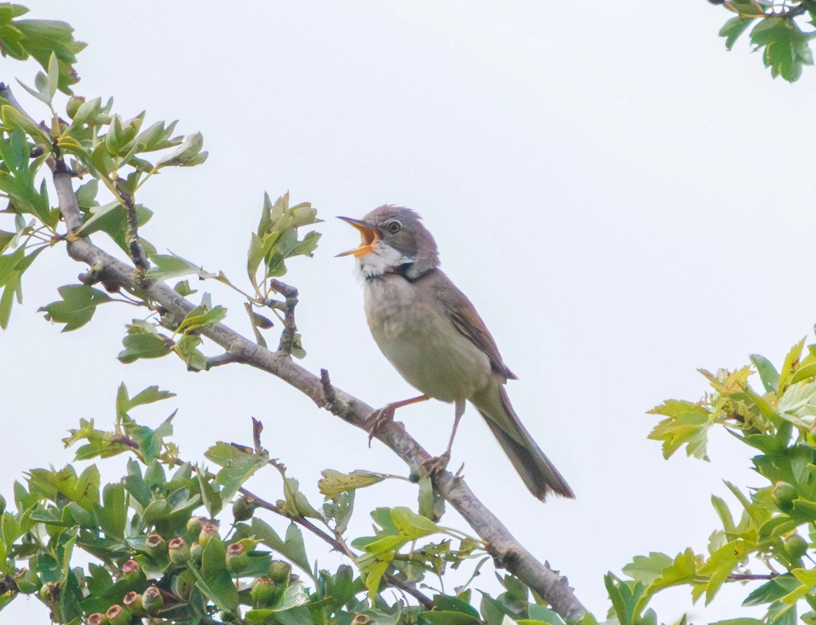 Common Whitethroat, Martin Down, Hampshire, UK — photo by Adam Prugel-Bennett