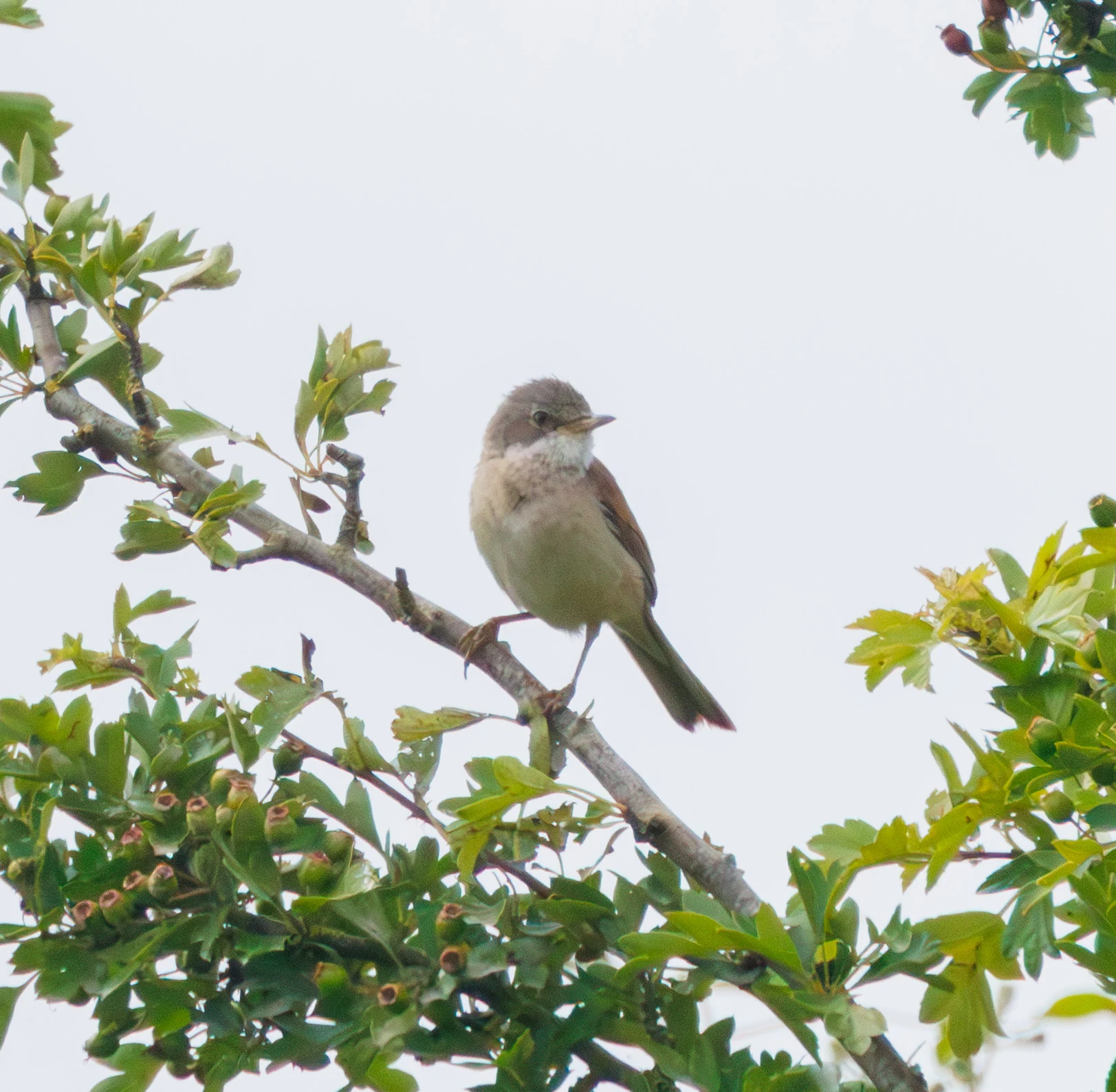 Common Whitethroat, Martin Down, Hampshire, UK — photo by Adam Prugel-Bennett