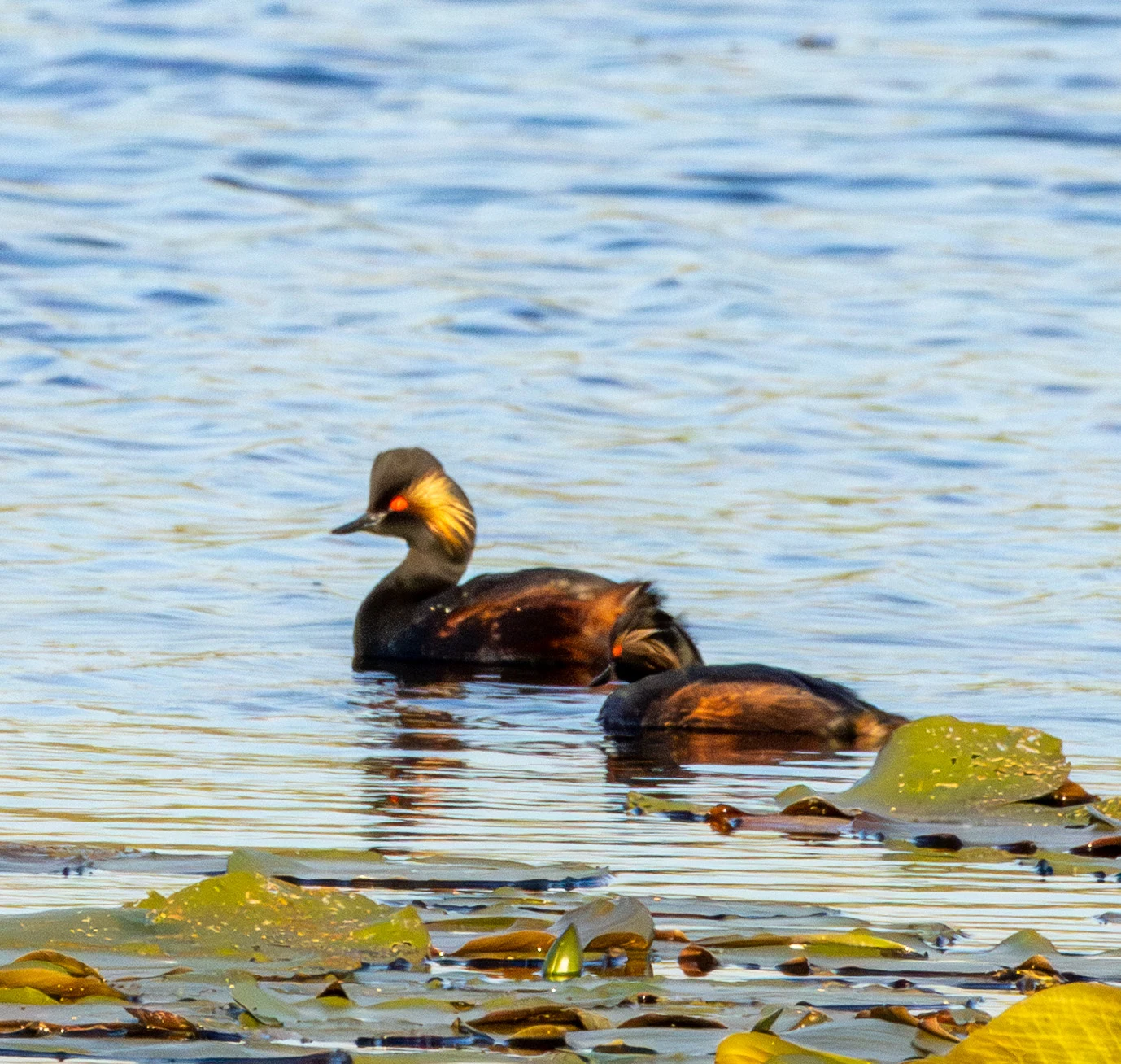 Black-necked Grebe, Danube Delta, Romania — photo by Adam Prugel-Bennett