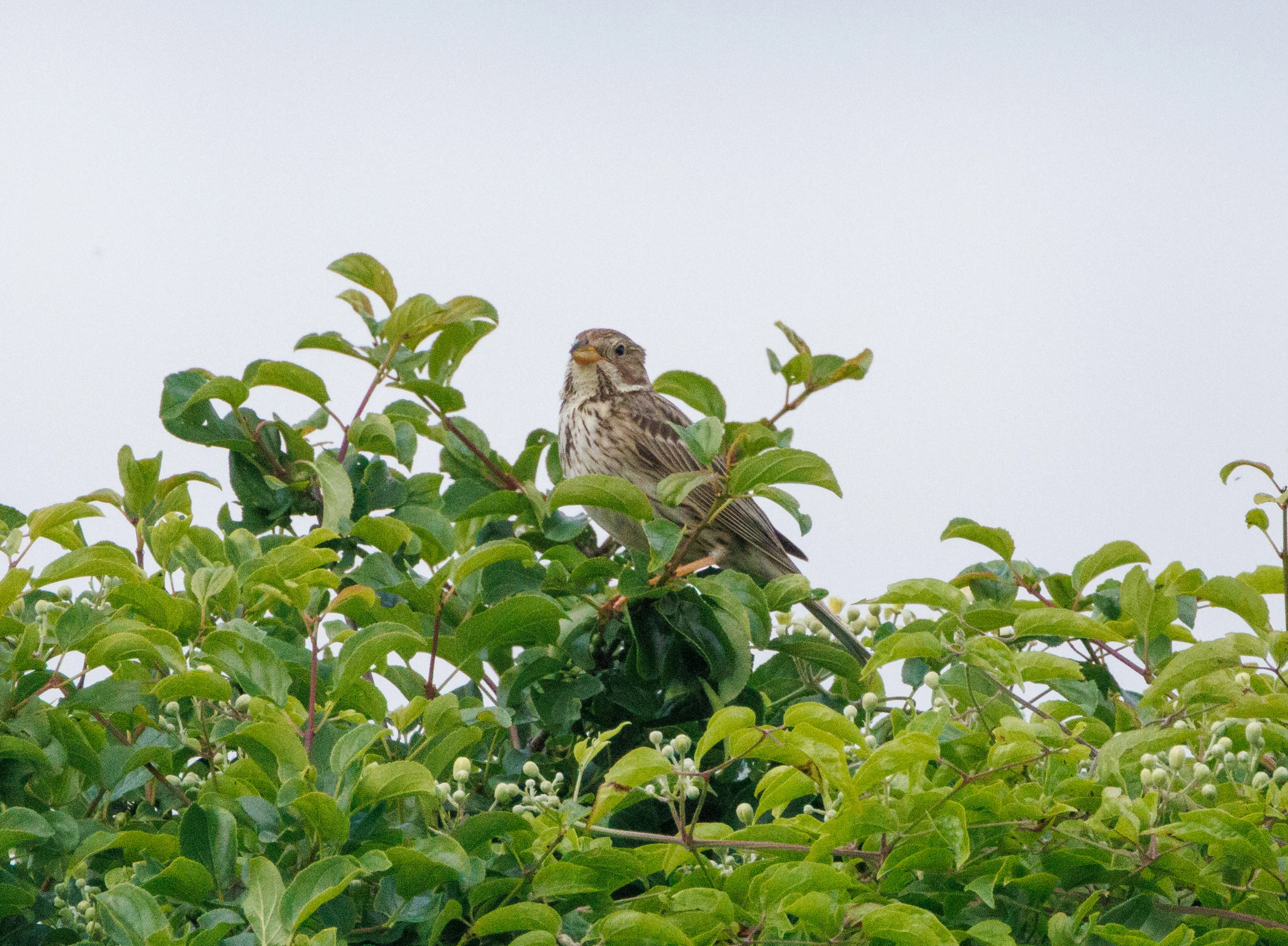 Corn Bunting, Martin Down, Hampshire, UK — photo by Adam Prugel-Bennett