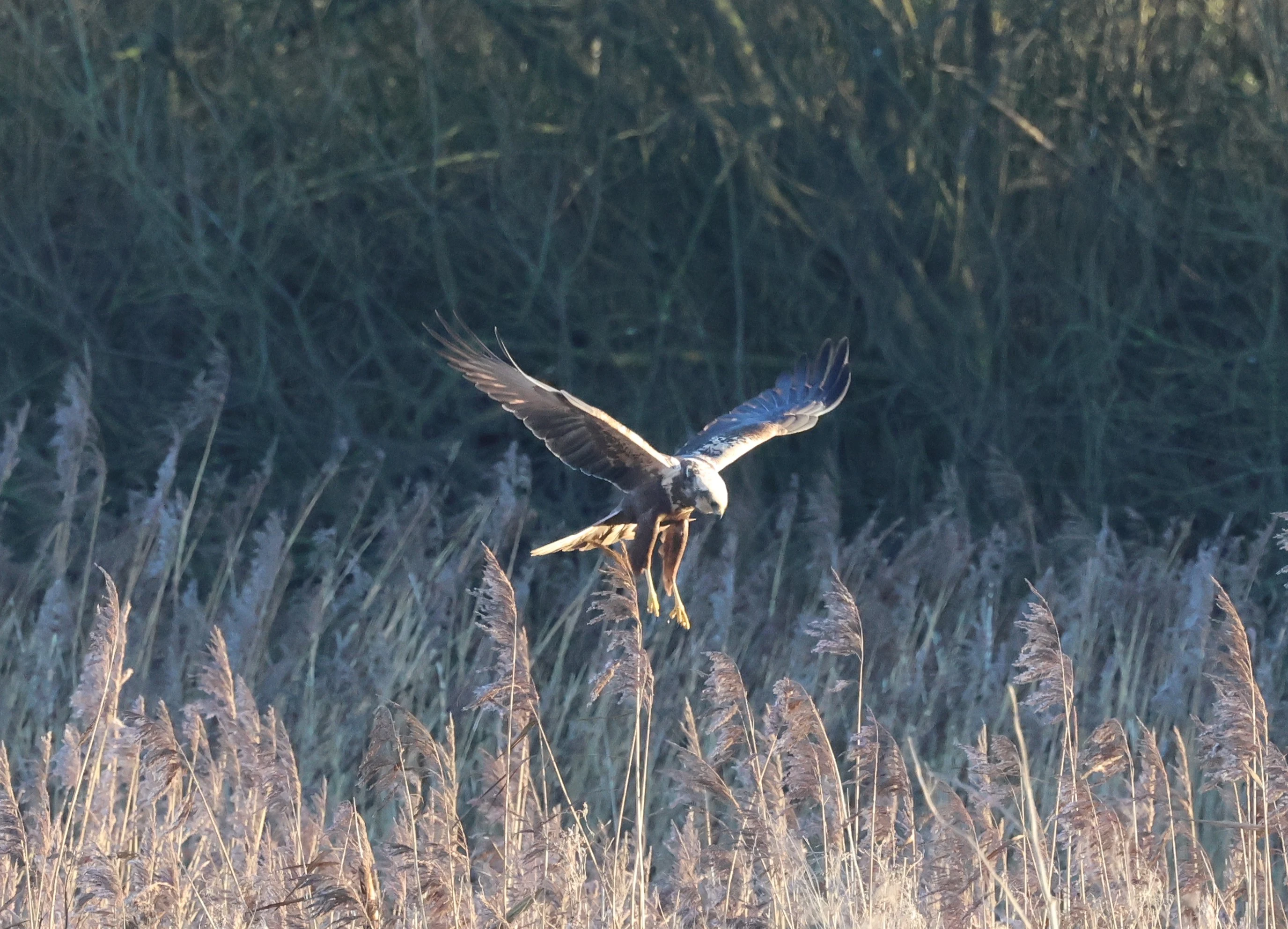 Marsh Harrier, Yorkshire, UK — photo by Adam Prugel-Bennett
