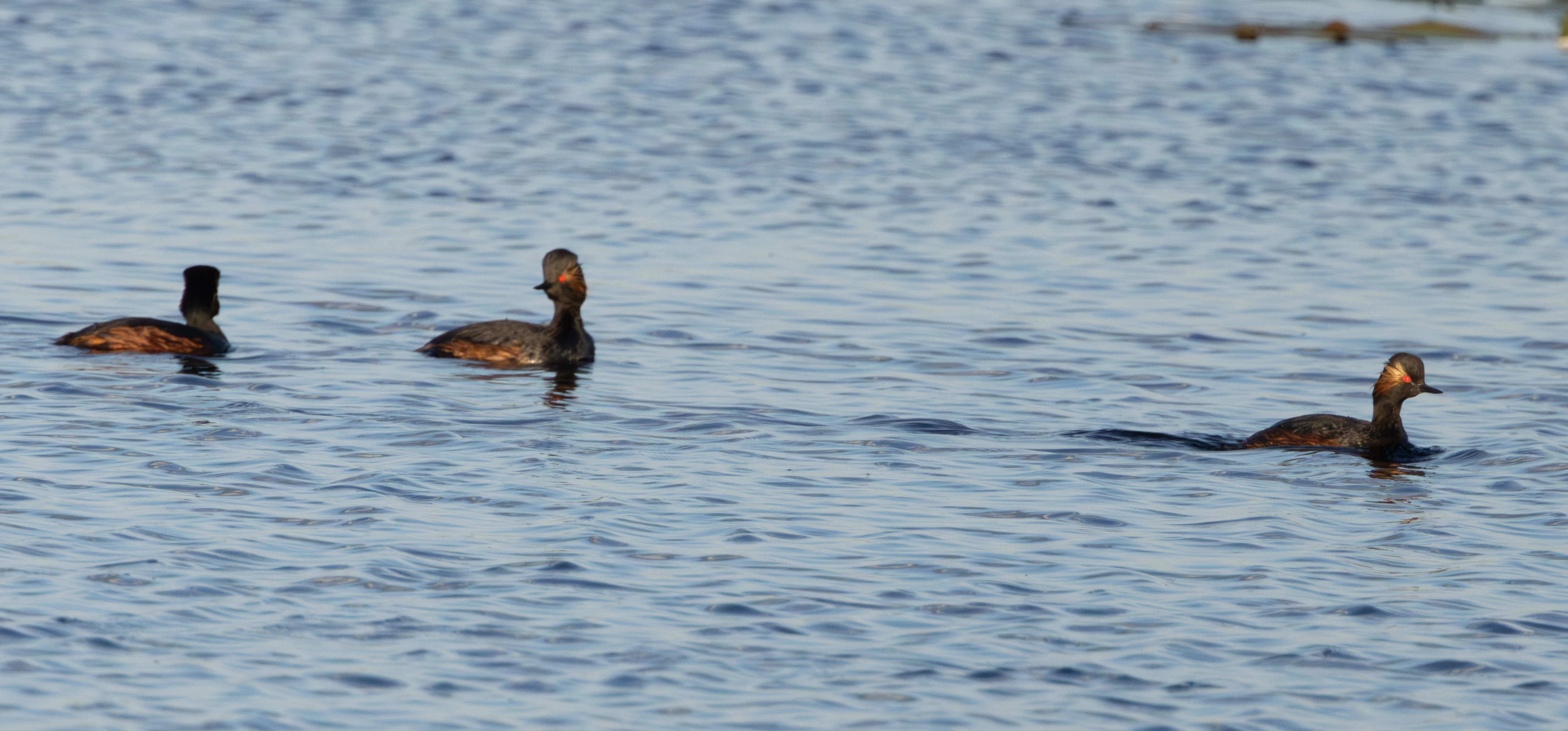 Black-necked Grebe, Danube Delta, Romania — photo by Adam Prugel-Bennett