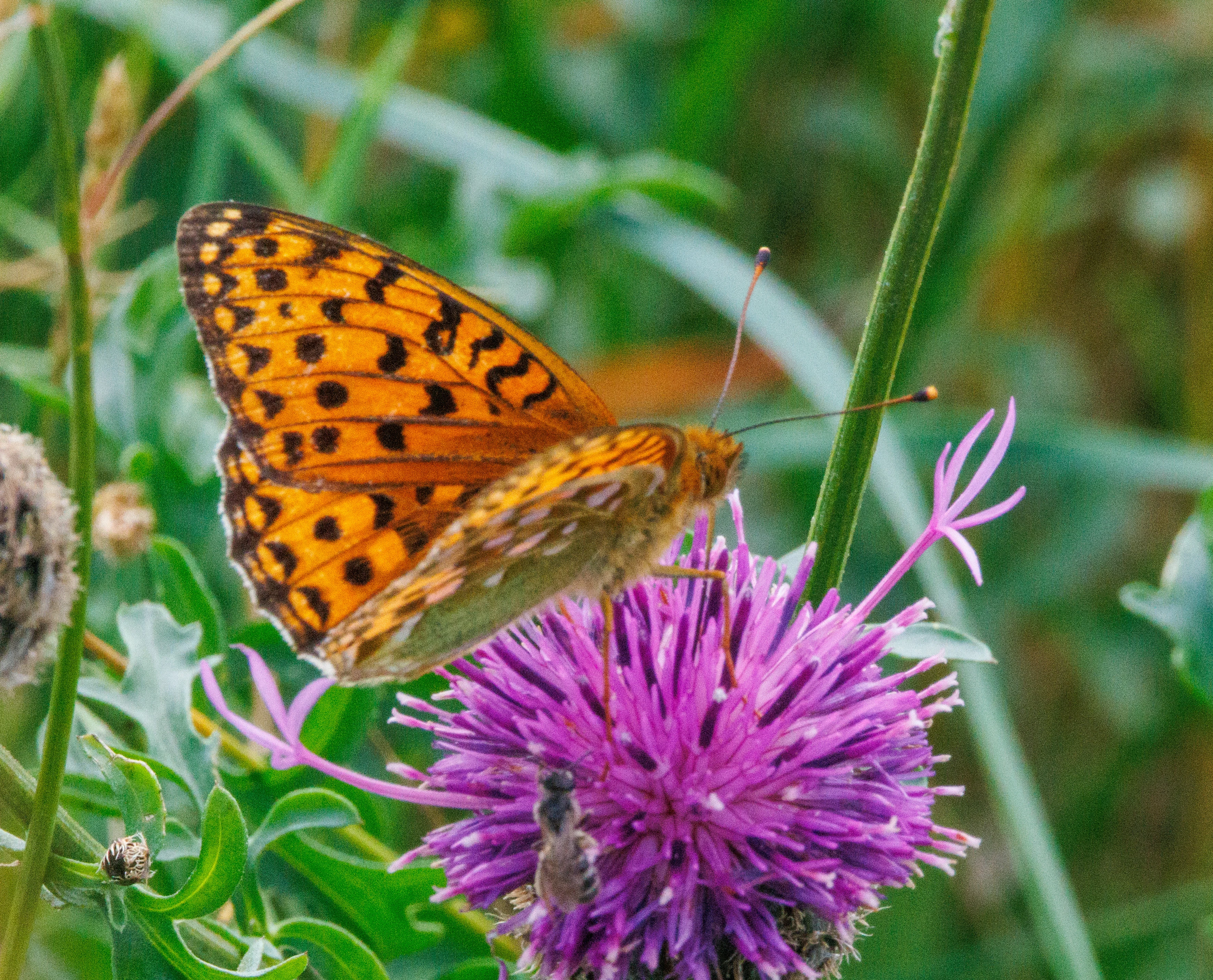 Dark Green Butterfly, Martin Down, Hampshire, UK — photo by Adam Prugel-Bennett