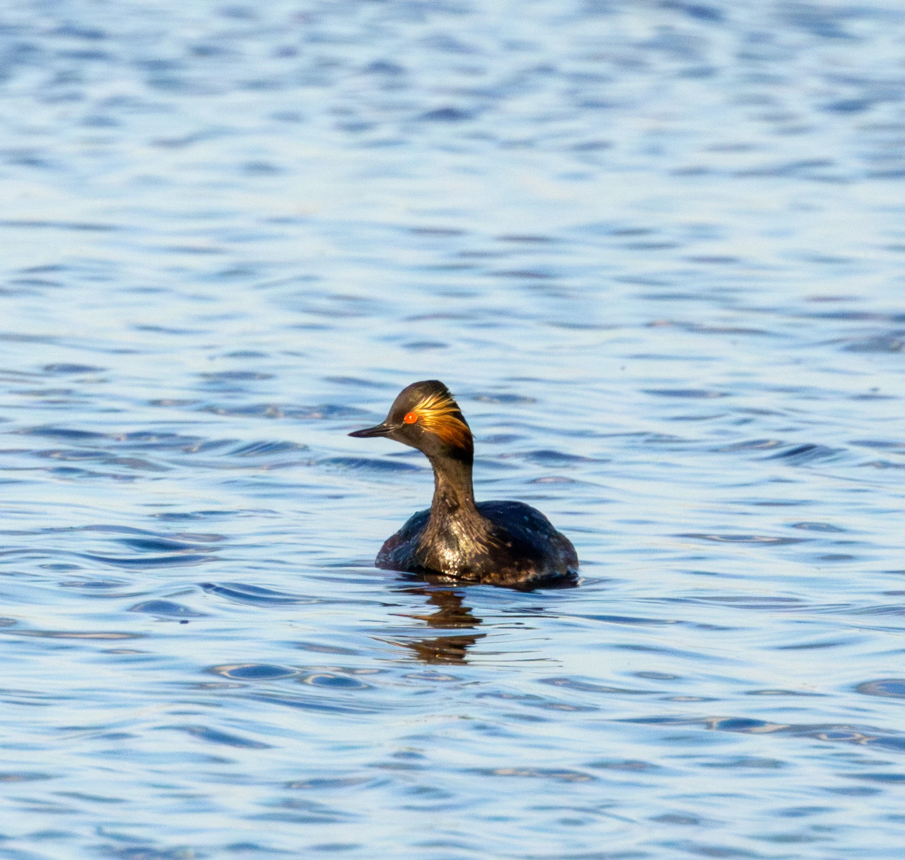 Black-necked Grebe, Danube Delta, Romania — photo by Adam Prugel-Bennett