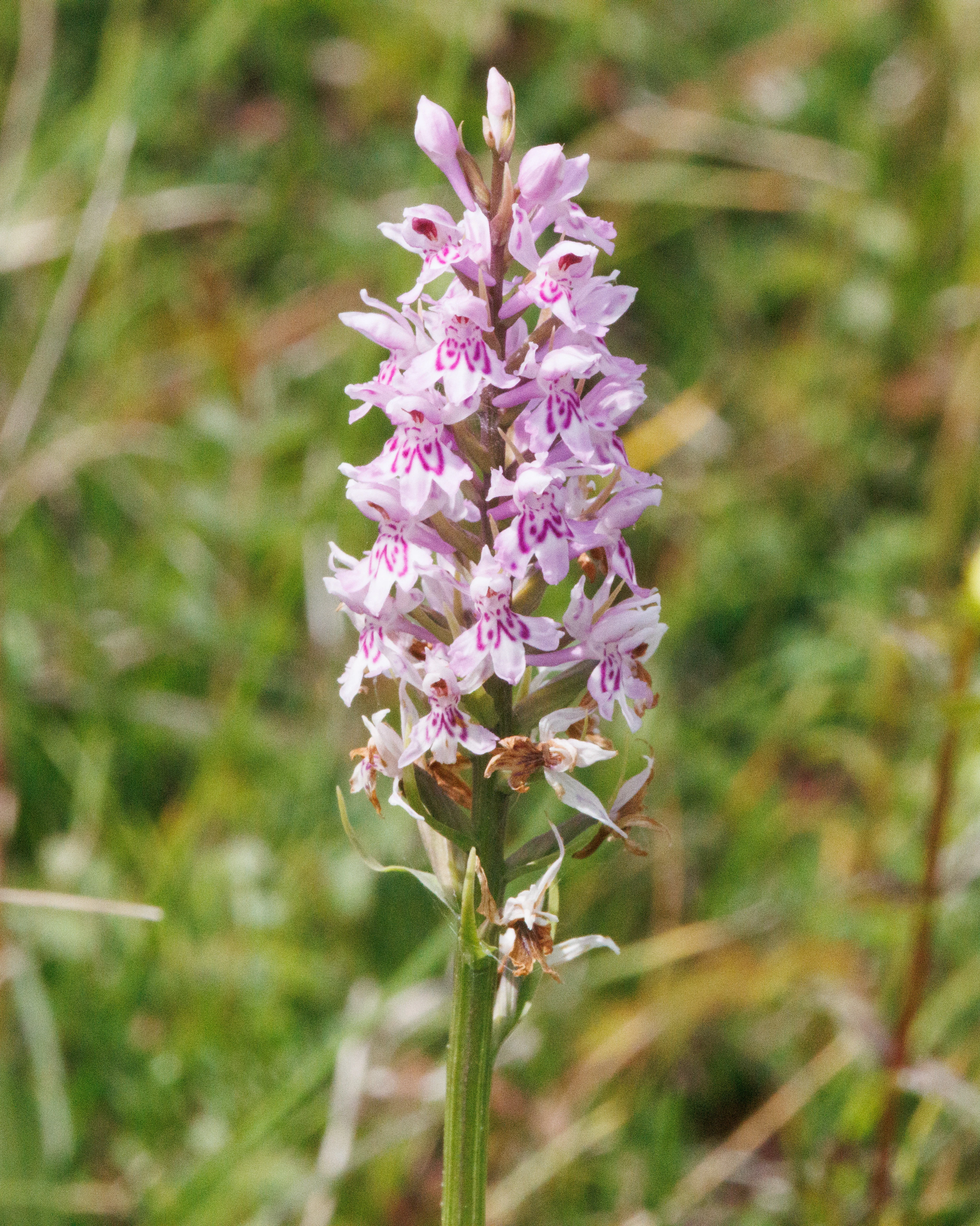 Common Spotted Orchid, Martin Down, Hampshire, UK — photo by Adam Prugel-Bennett