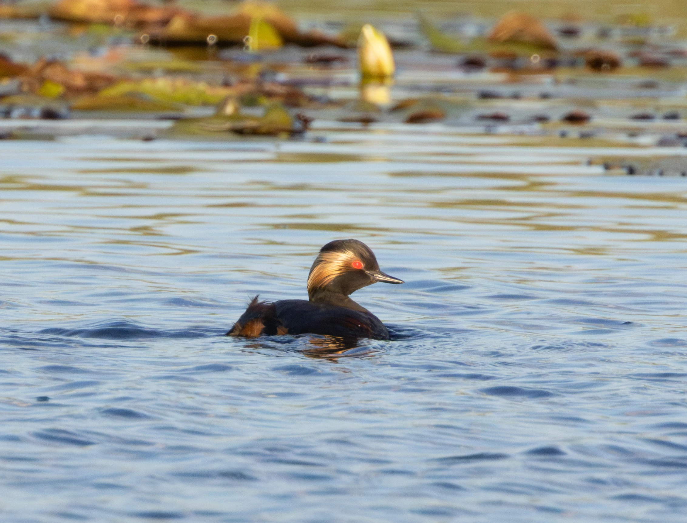Black-nekched Grebe, Danube Delta, Romania — photo by Adam Prugel-Bennett