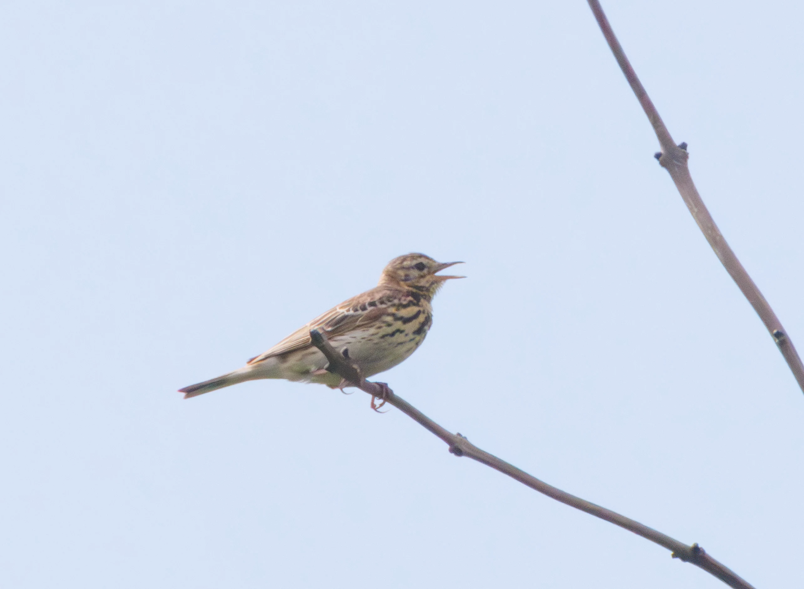 Tree Pipit, Martin Down, Hampshire, UK — photo by Adam Prugel-Bennett