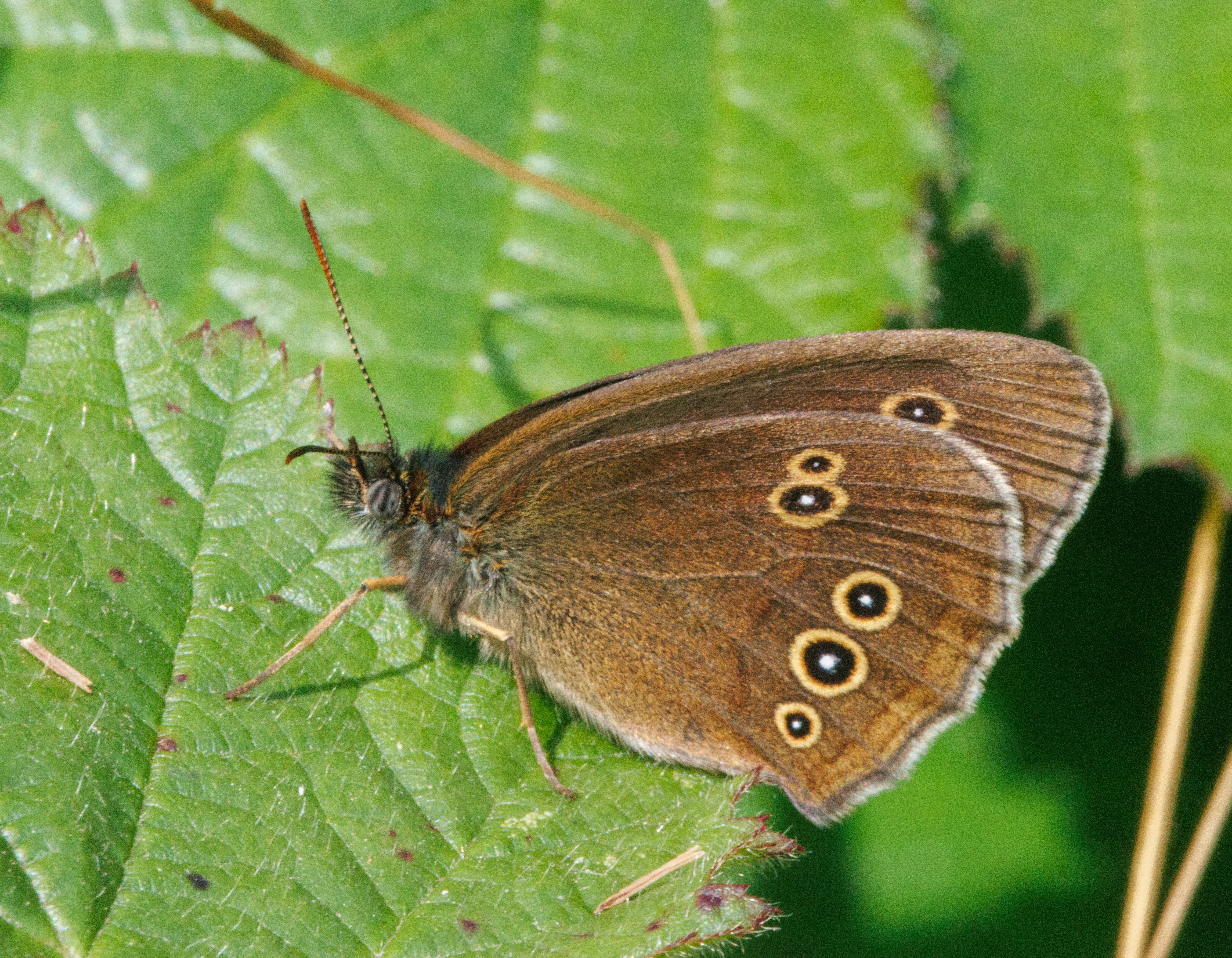 Ringlet, Martin Down, Hampshire, UK — photo by Adam Prugel-Bennett
