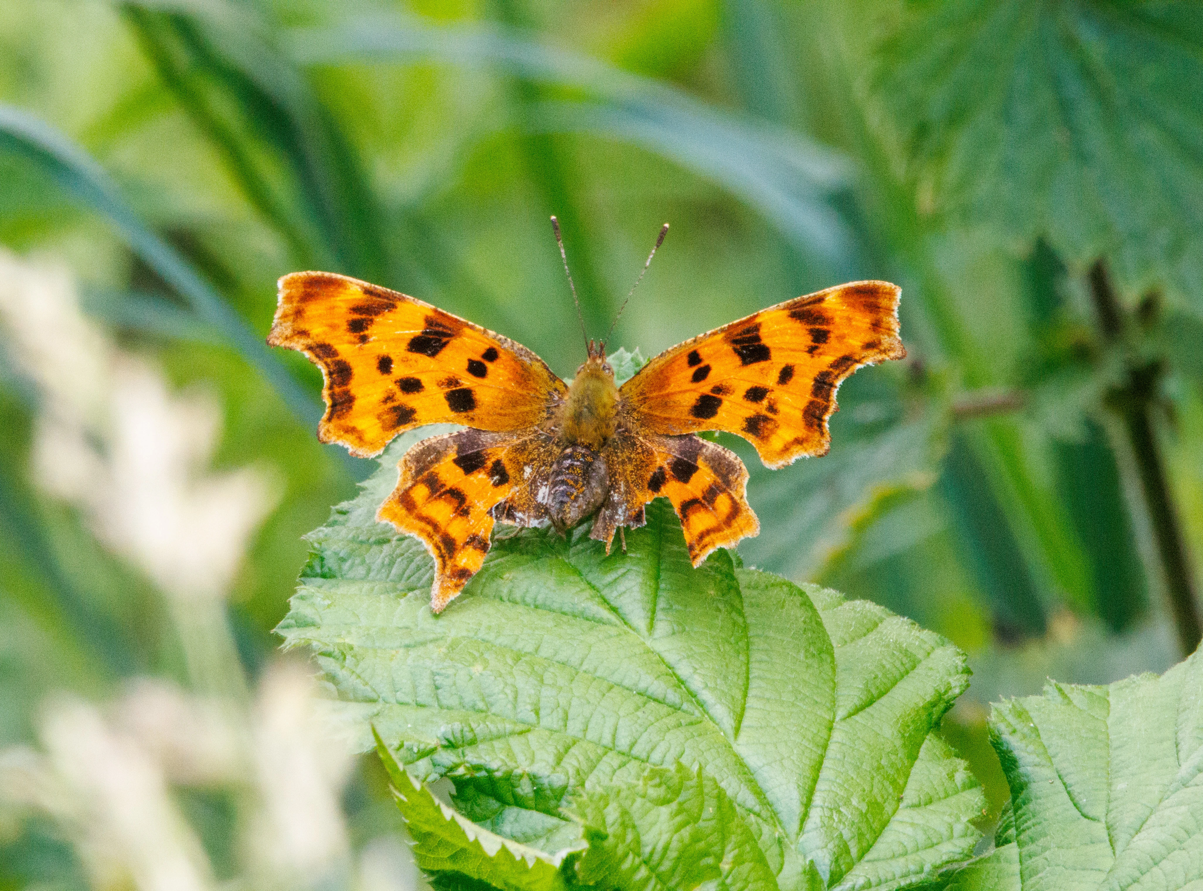 Comma, Martin Down, Hampshire, UK — photo by Adam Prugel-Bennett
