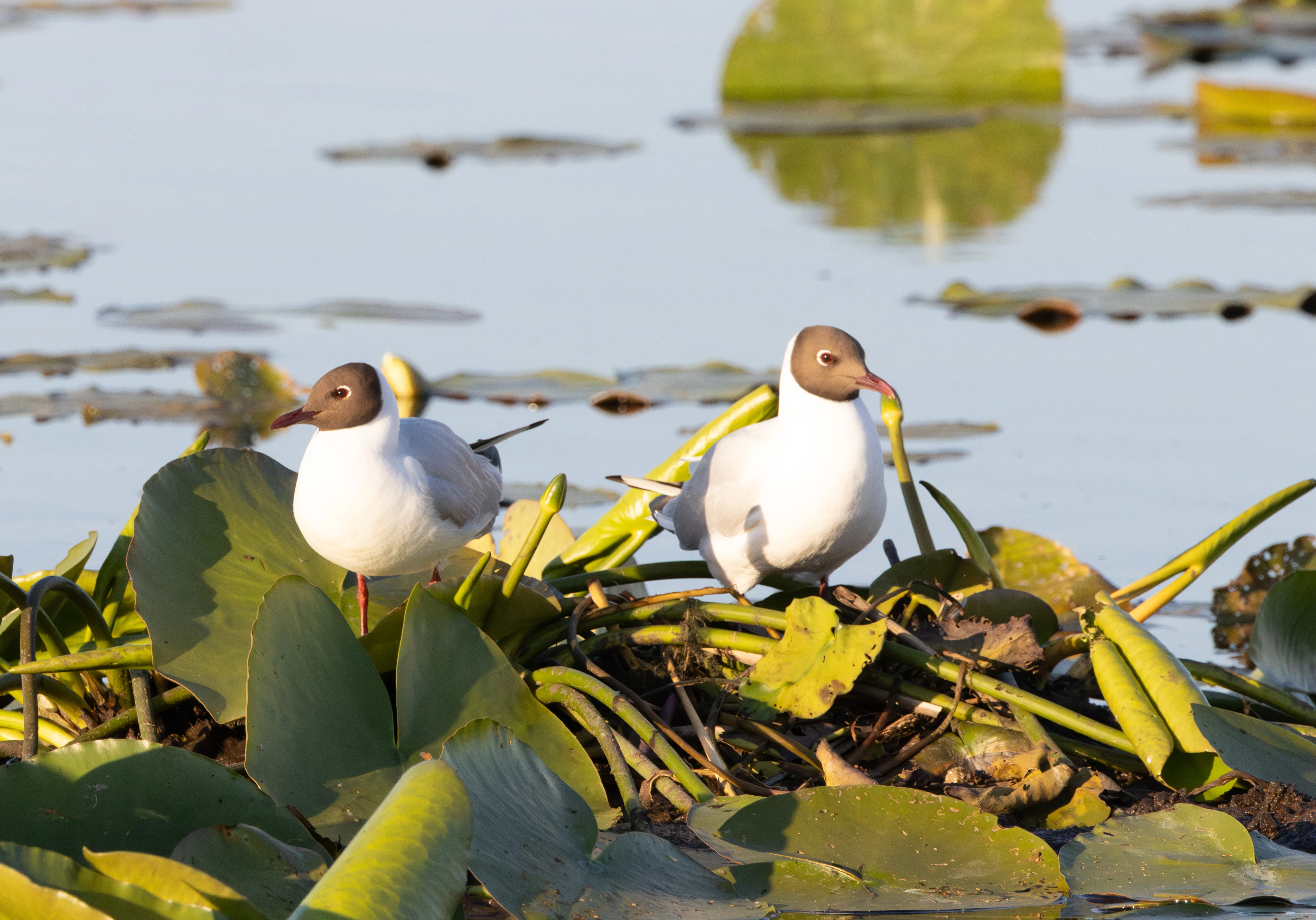 Black-headed Gull, Danube Delta, Romania — photo by Adam Prugel-Bennett