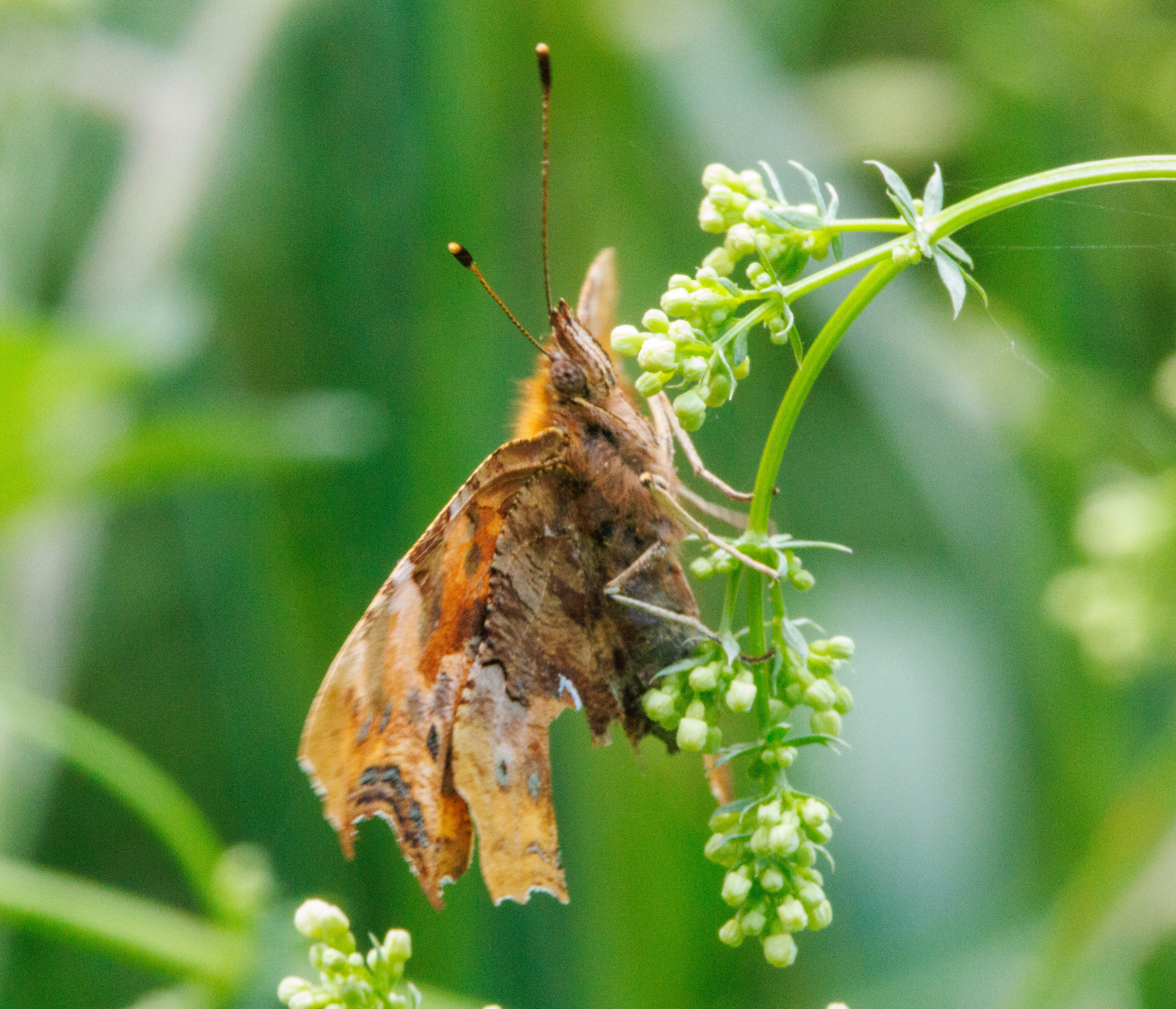 Comma, Martin Down, Hampshire, UK — photo by Adam Prugel-Bennett