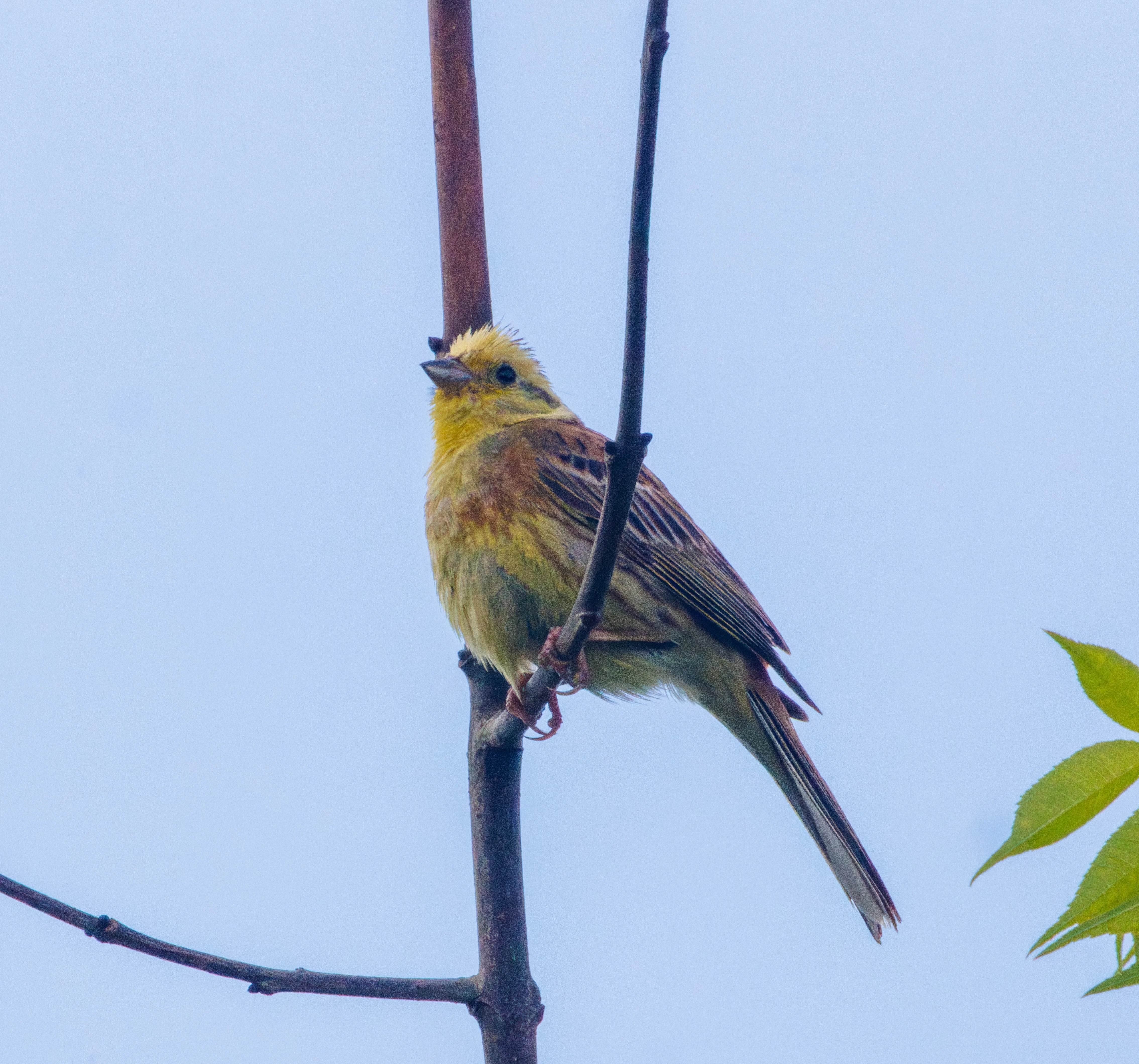 Yellowhammer, Martin Down, Hampshire, UK — photo by Adam Prugel-Bennett