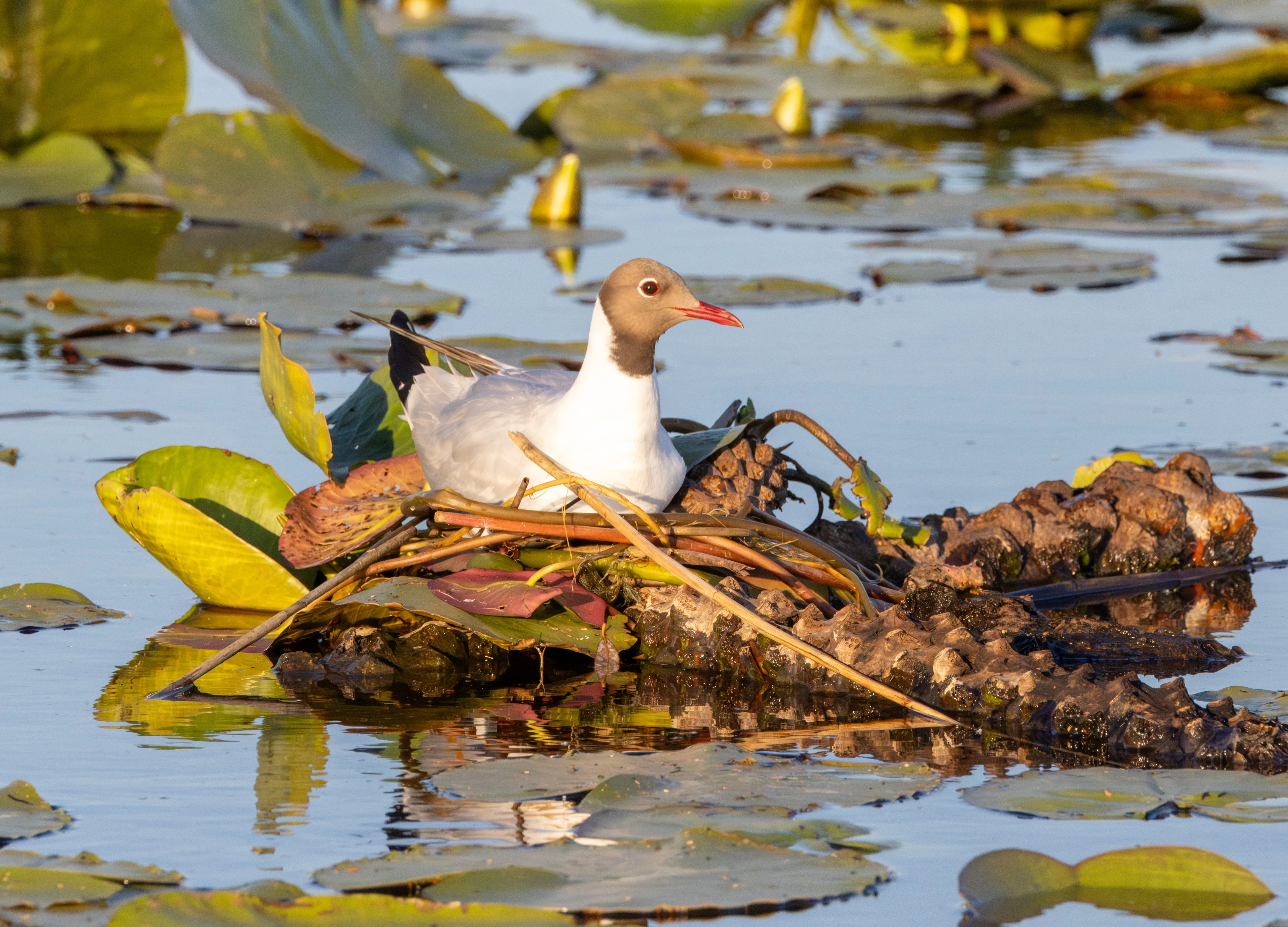 Black-headed Gull on nest, Danube Delta, Romania — photo by Adam Prugel-Bennett