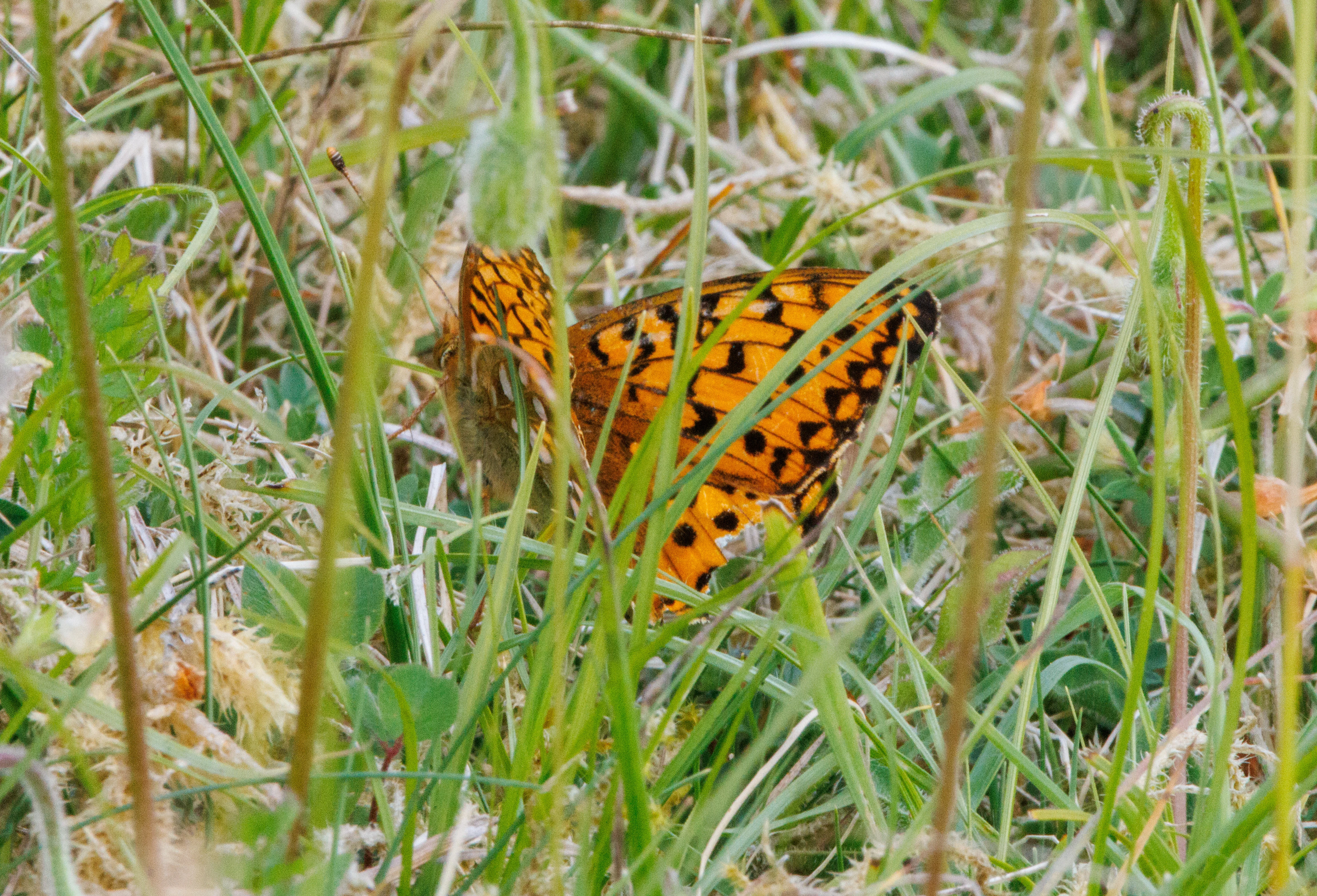 Dark Green Fritillary, Martin Down, Hampshire, UK — photo by Adam Prugel-Bennett