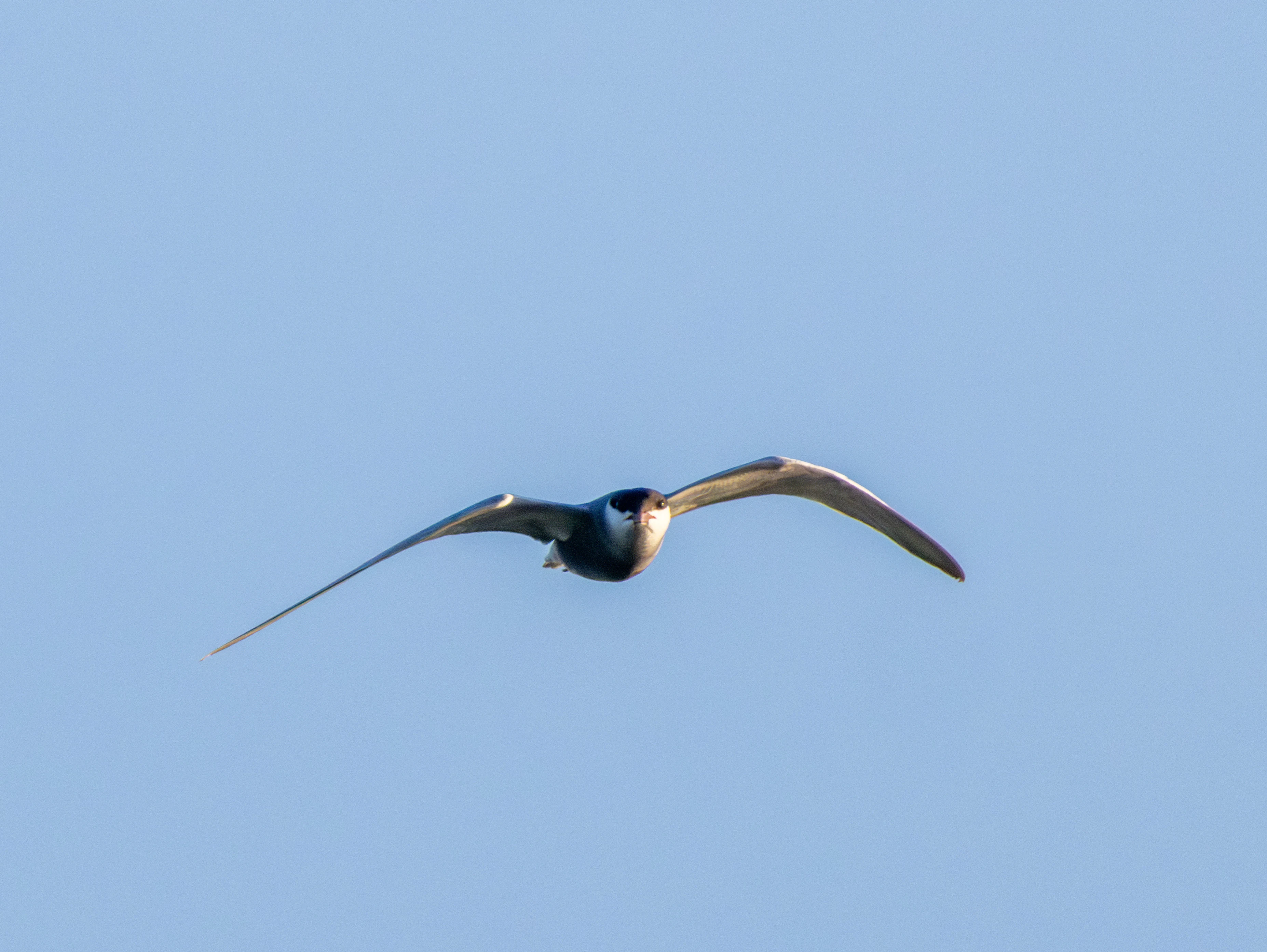 Whiskered Tern in flight, Danube Delta, Romania — photo by Adam Prugel-Bennett