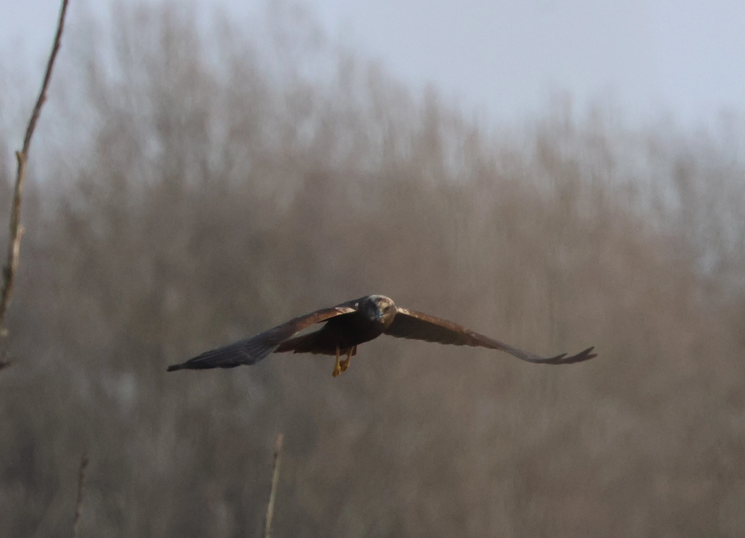 Marsh Harrier, Lower Test, Totton, New Forest, UK — photo by Adam Prugel-Bennett