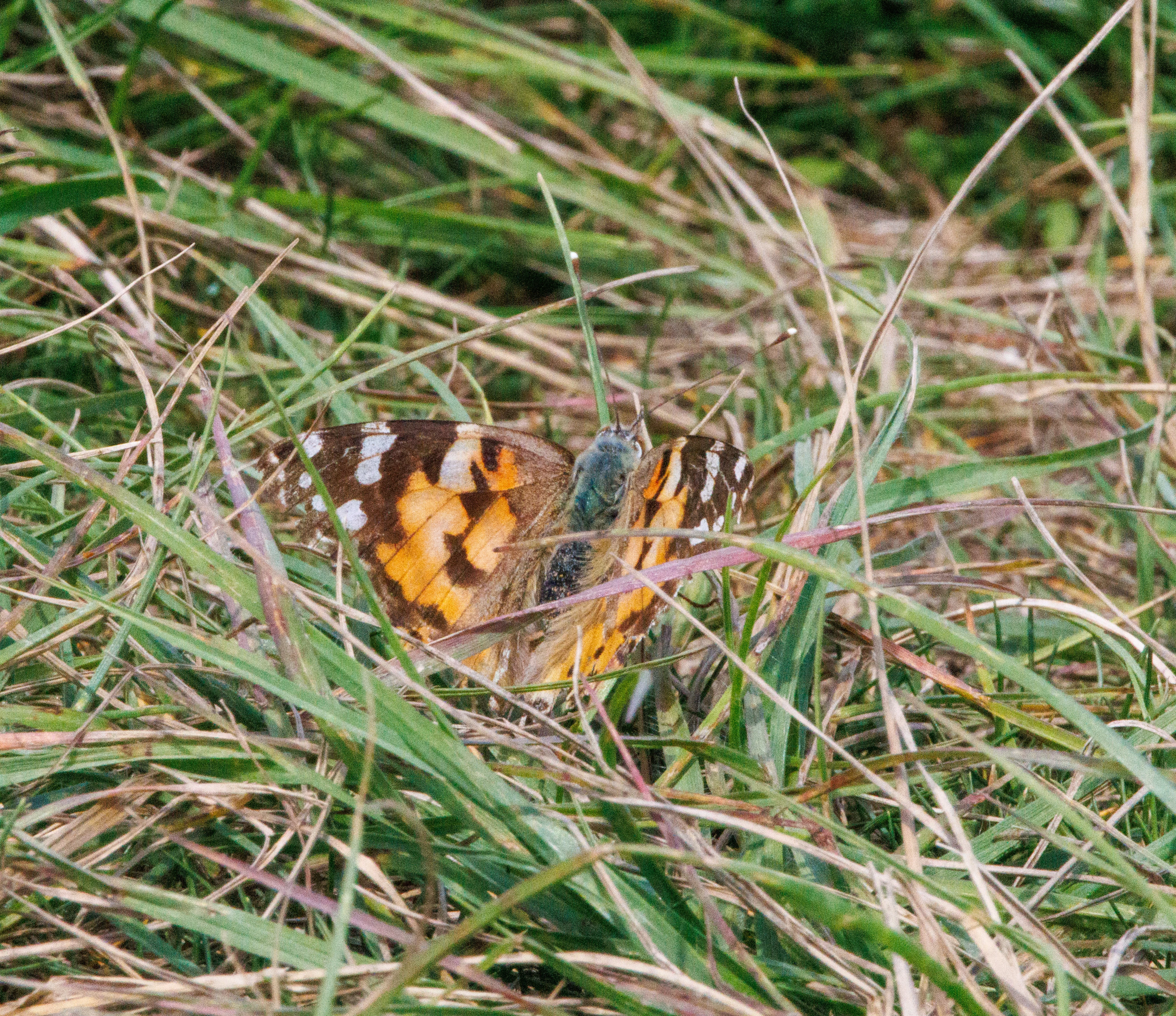Painted Lady Butterfly, Martin Down, Hampshire, UK — photo by Adam Prugel-Bennett