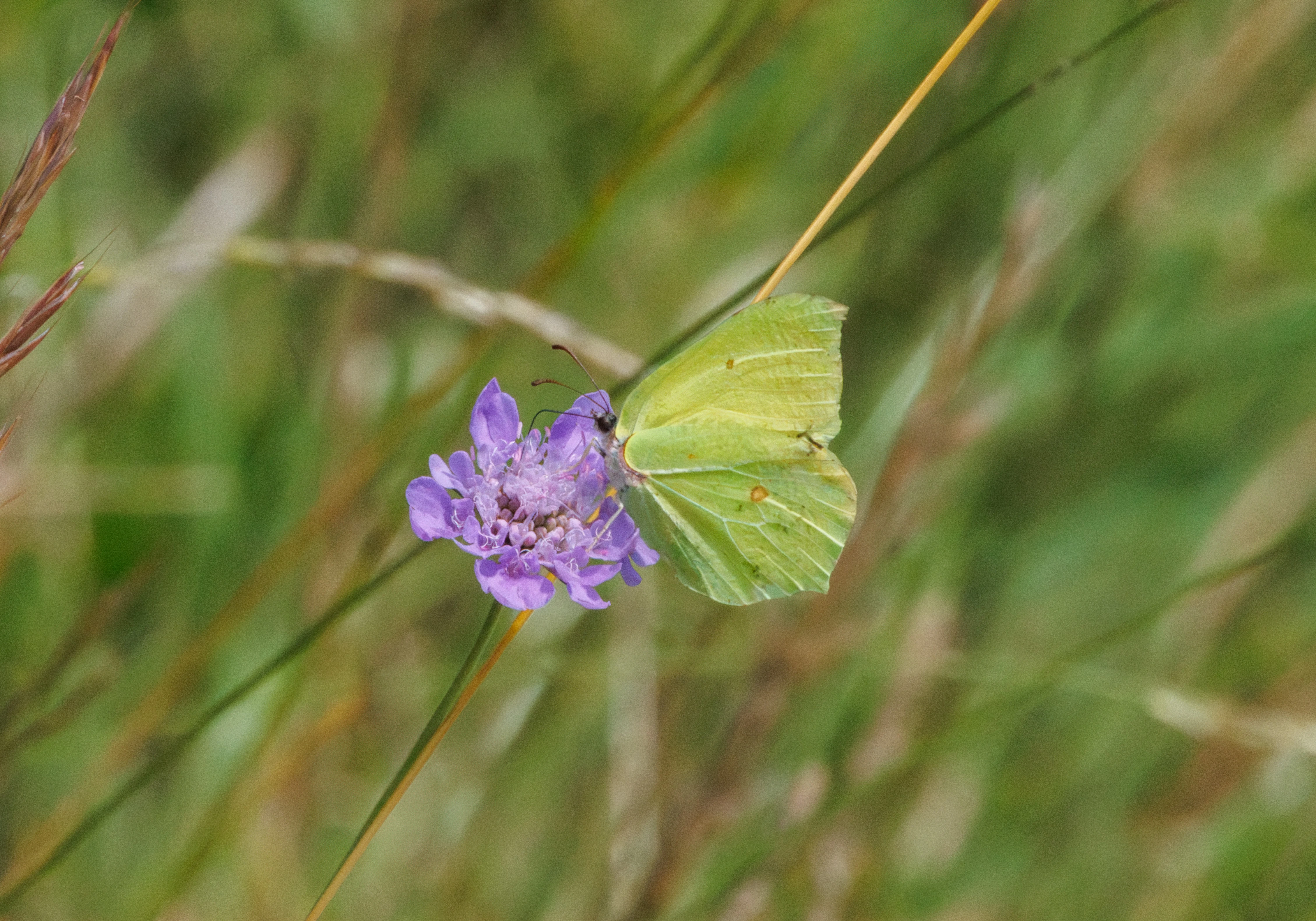 Brimstone Butterfly, Martin Down, Hampshire, UK — photo by Adam Prugel-Bennett