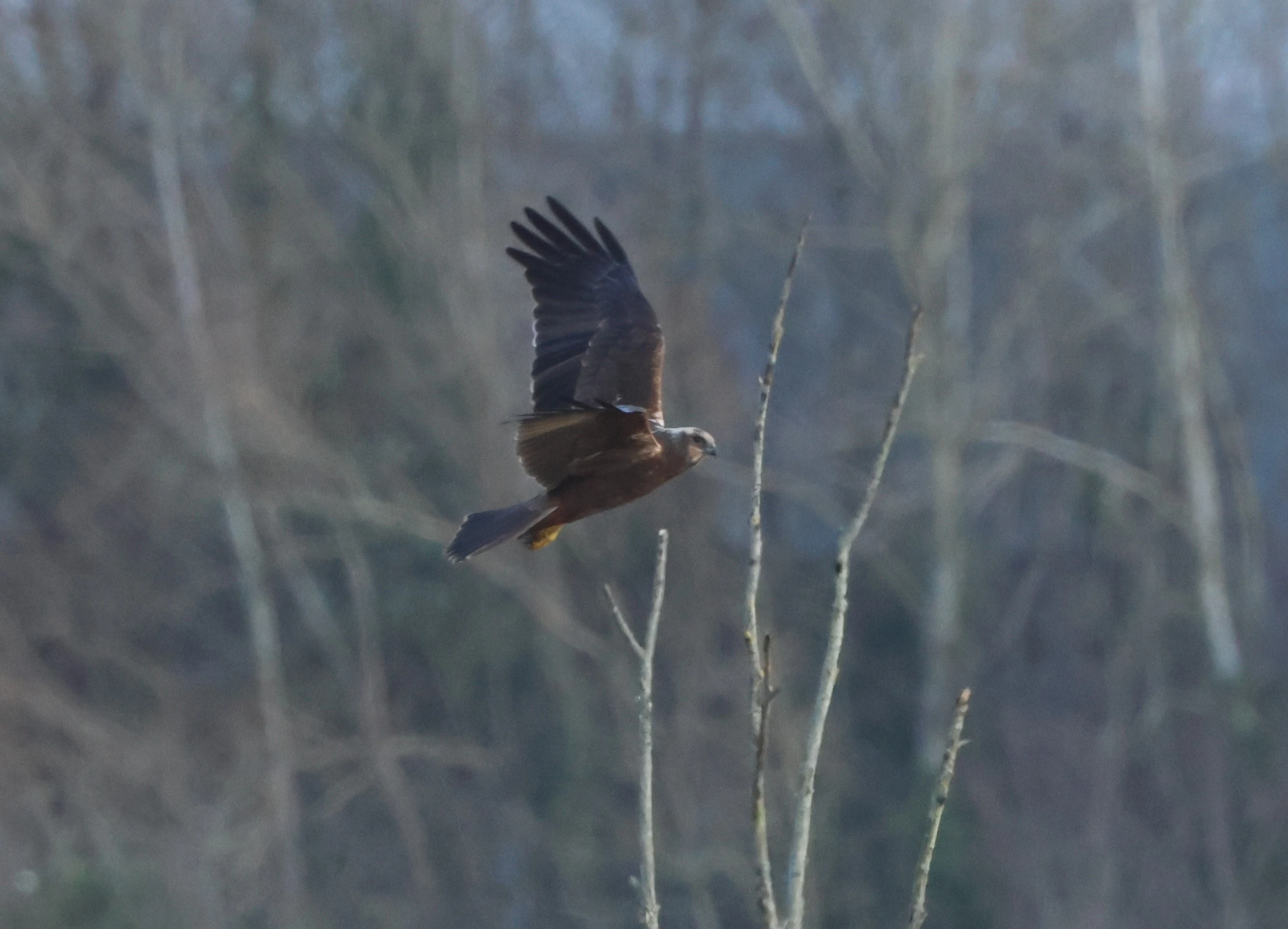 Marsh Harrier, Lower Test, Totton, New Forest, UK — photo by Adam Prugel-Bennett