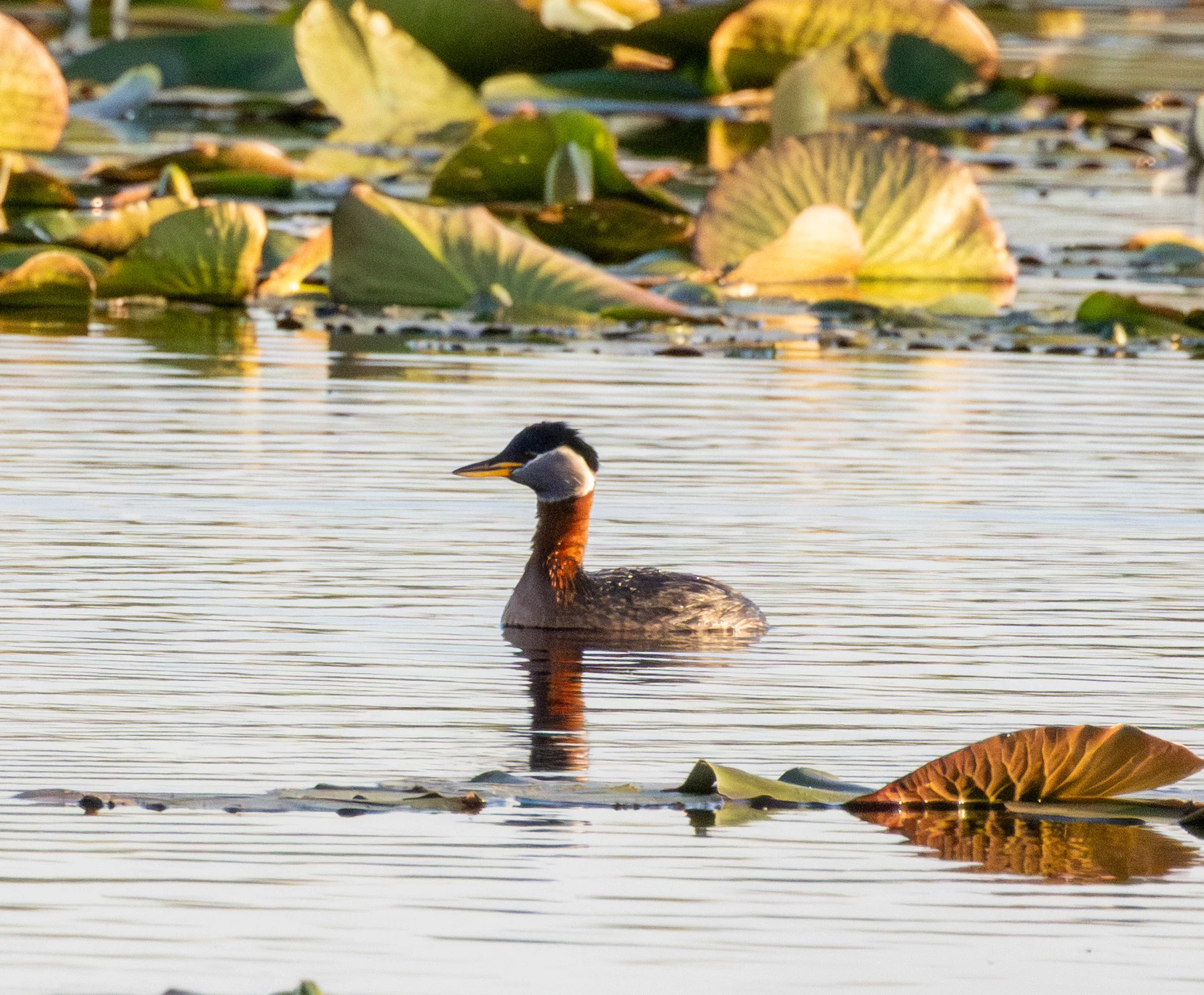 Red-necked Grebe, Danube Delta, Romania — photo by Adam Prugel-Bennett