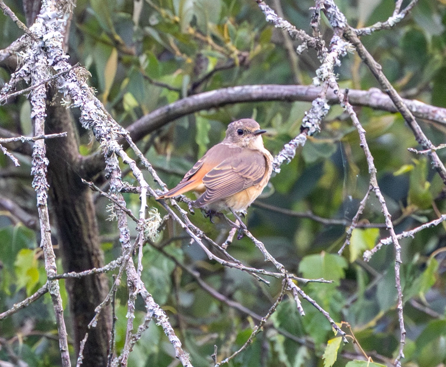 Common Redstart, Pig Bush, Hampshire, UK — photo by Adam Prugel-Bennett
