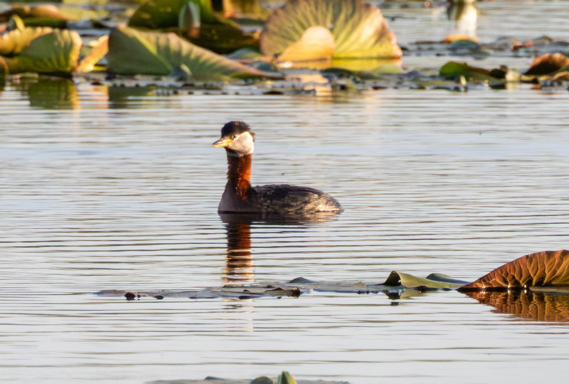 Red-necked Grebe, Danube Delta, Romania — photo by Adam Prugel-Bennett