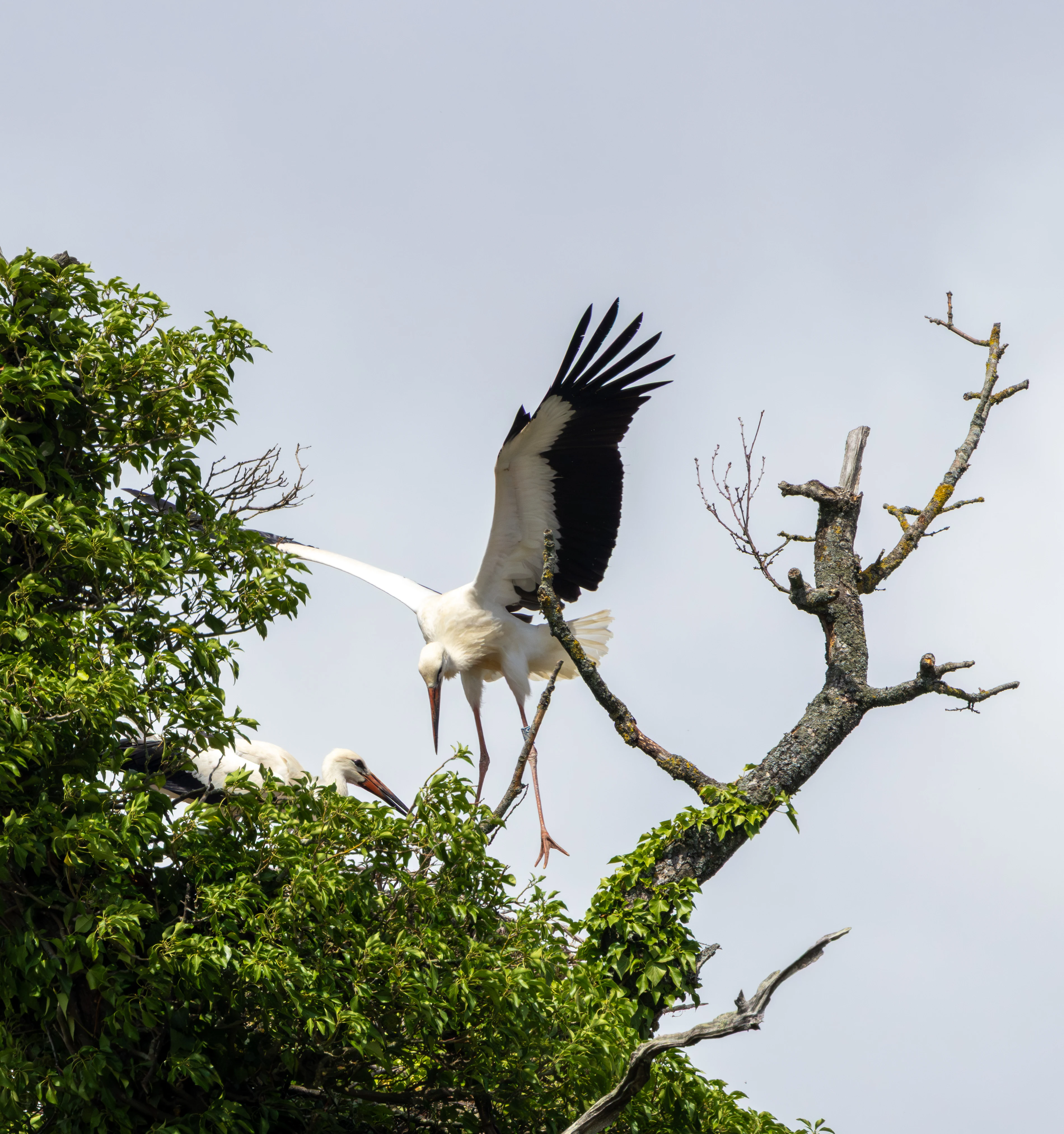 White Stork, Knepp Estate, West Sussex, UK — photo by Adam Prugel-Bennett