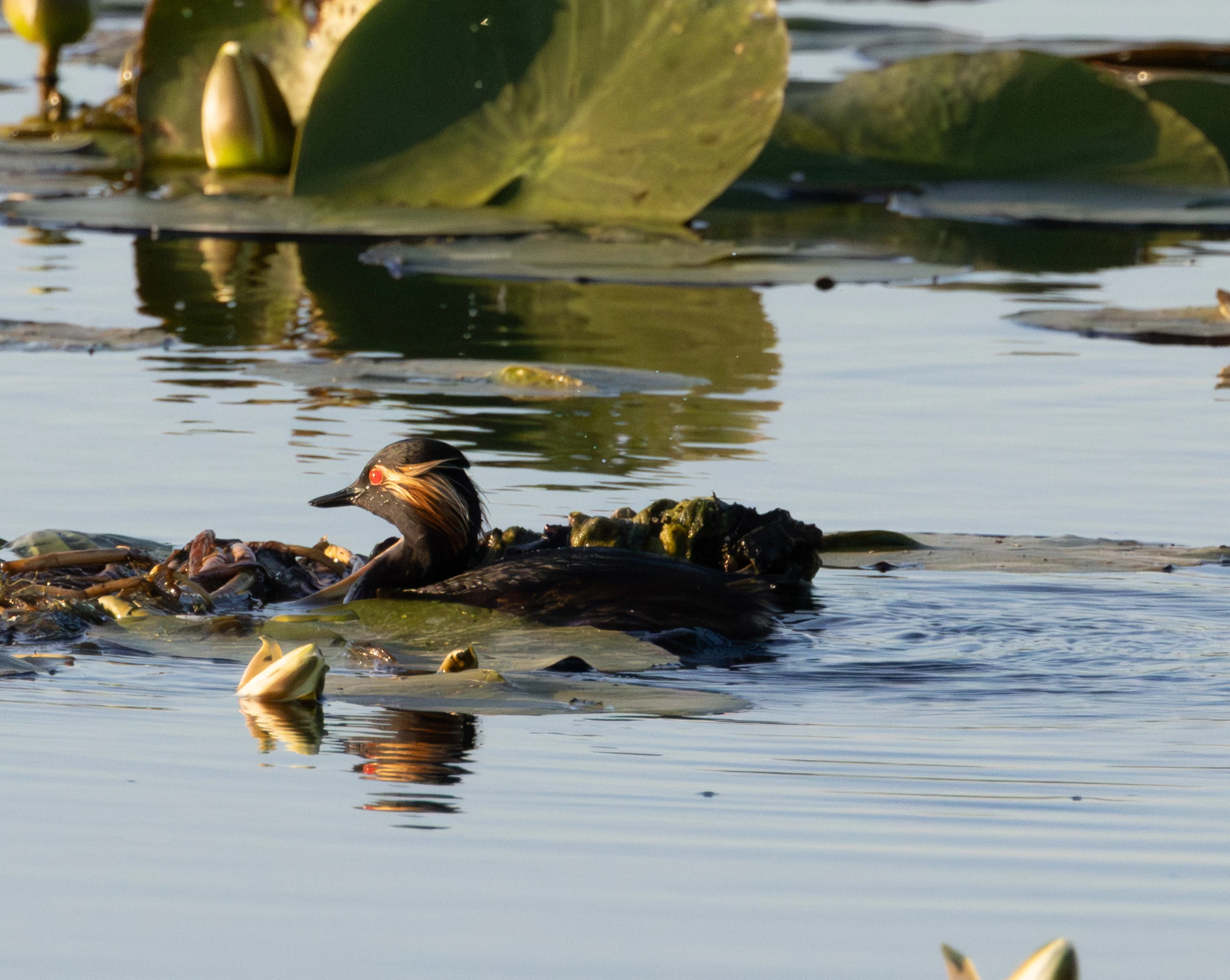 Black-necked Grebe, Danube Delta, Romania — photo by Adam Prugel-Bennett