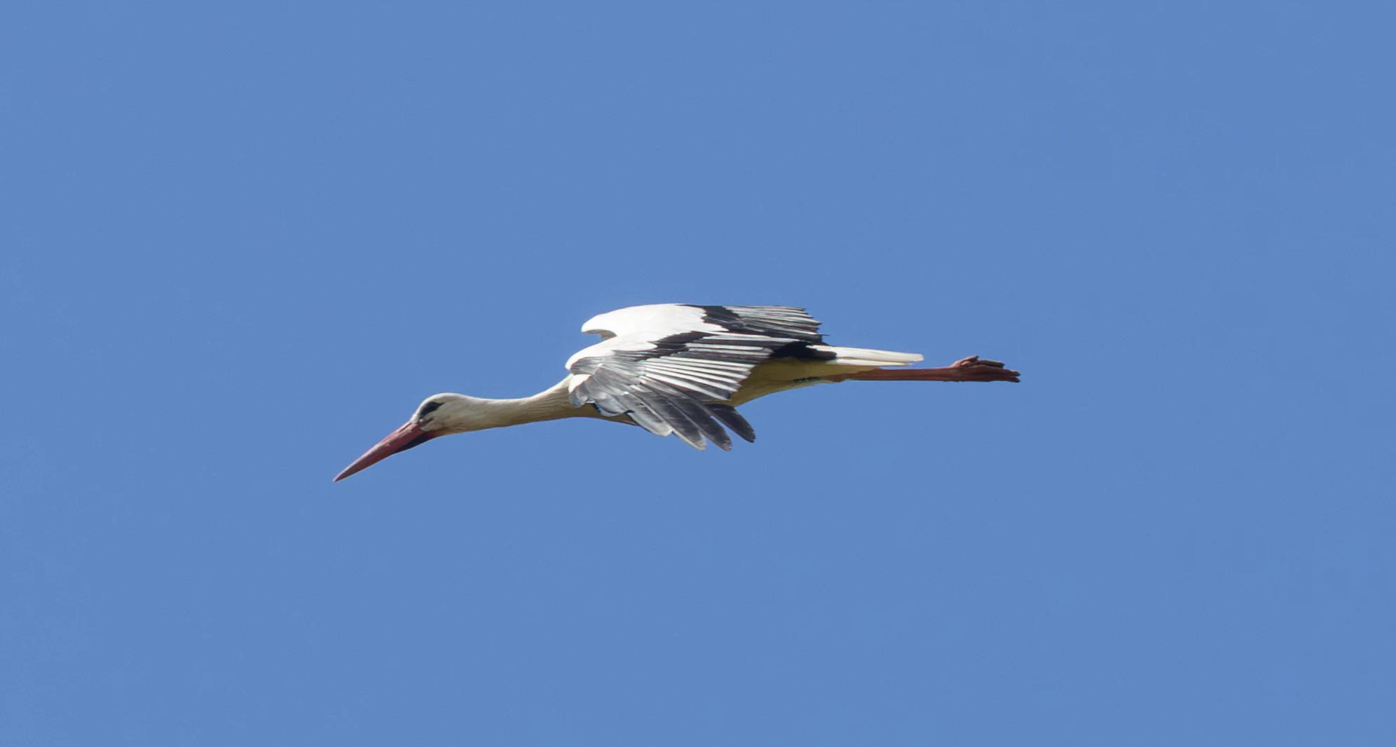 White Stork, Knepp Estate, West Sussex, UK — photo by Adam Prugel-Bennett