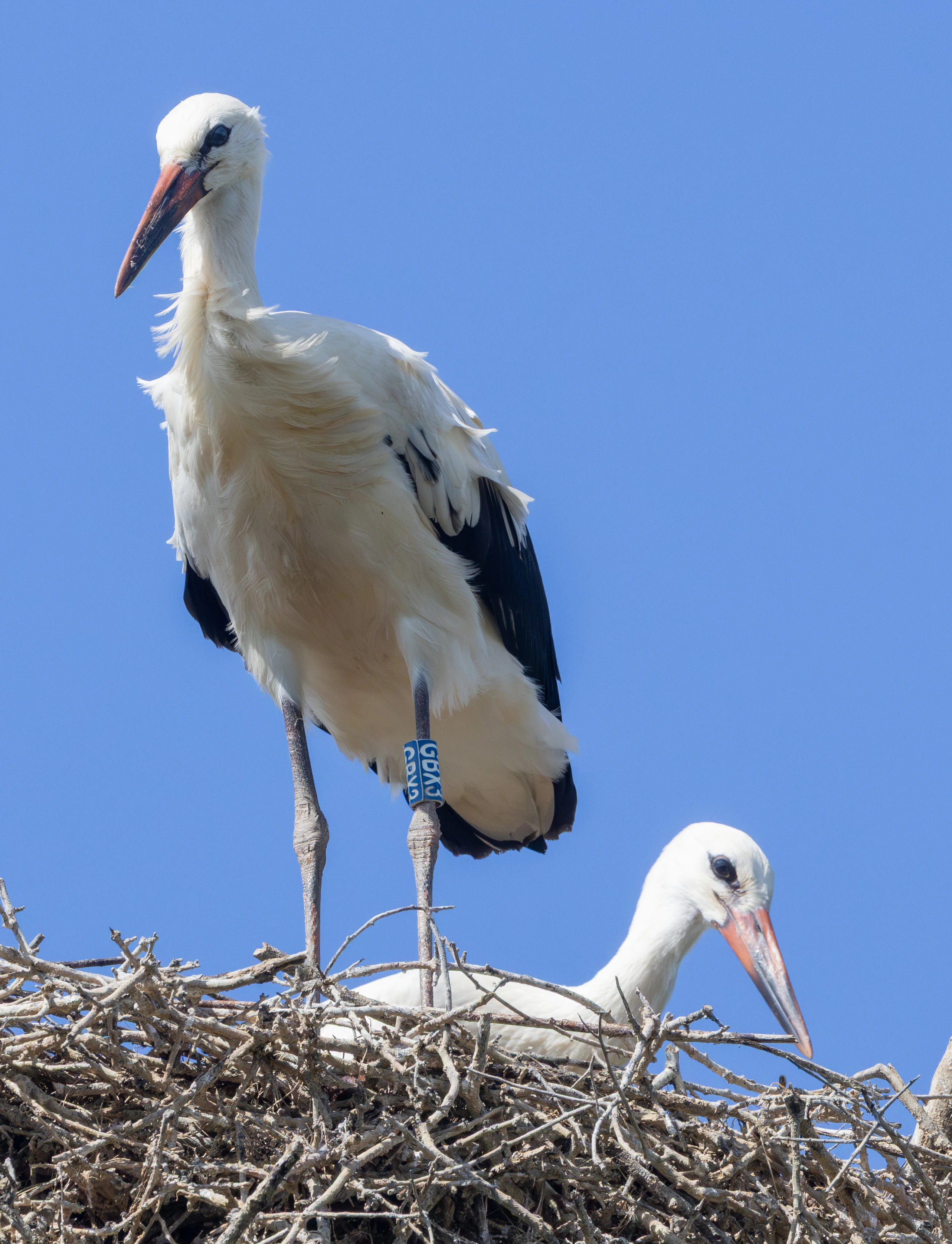 White Storks, Knepp Estate, West Sussex, UK — photo by Adam Prugel-Bennett