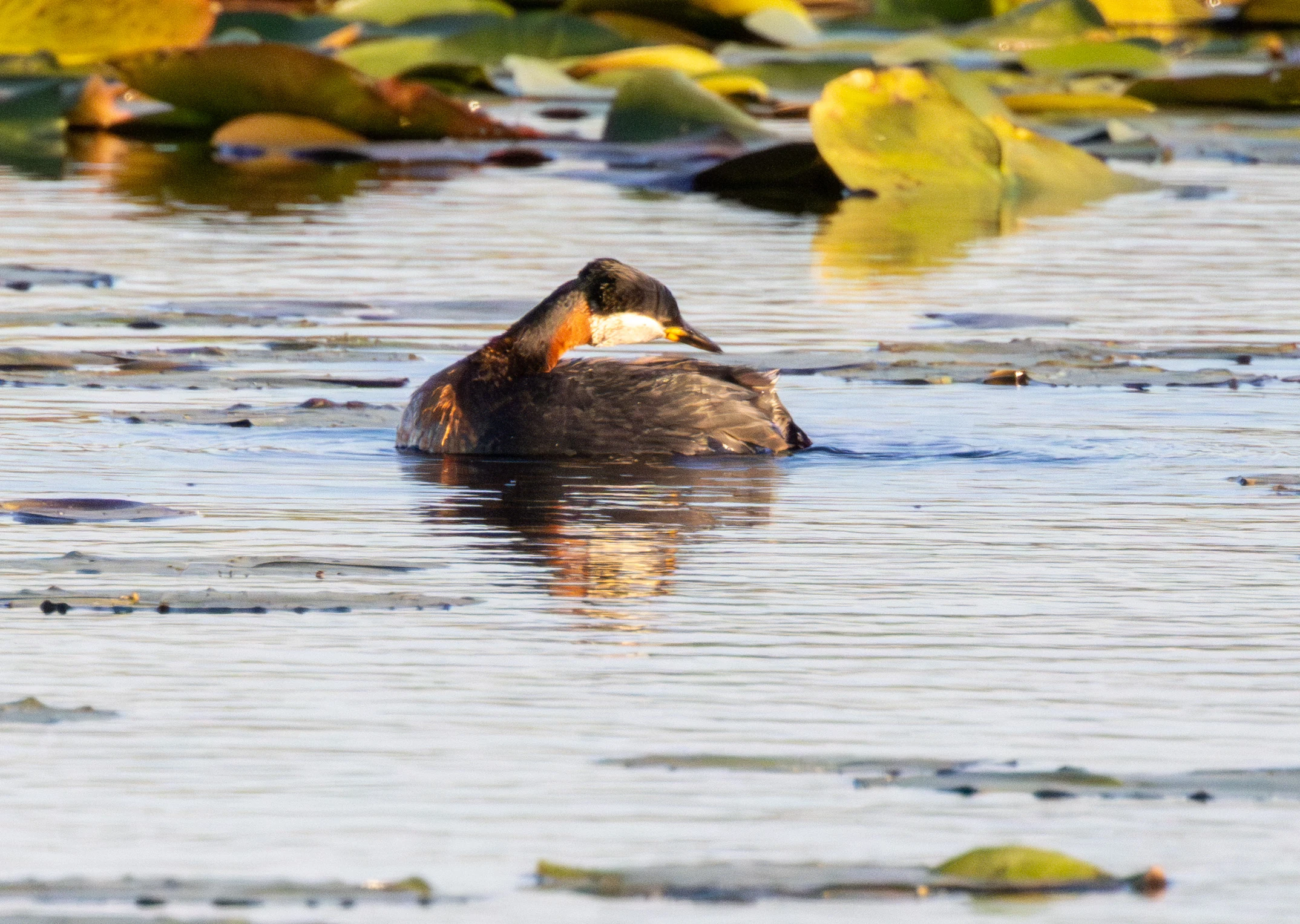 Red-necked Grebe, Danube Delta, Romania — photo by Adam Prugel-Bennett