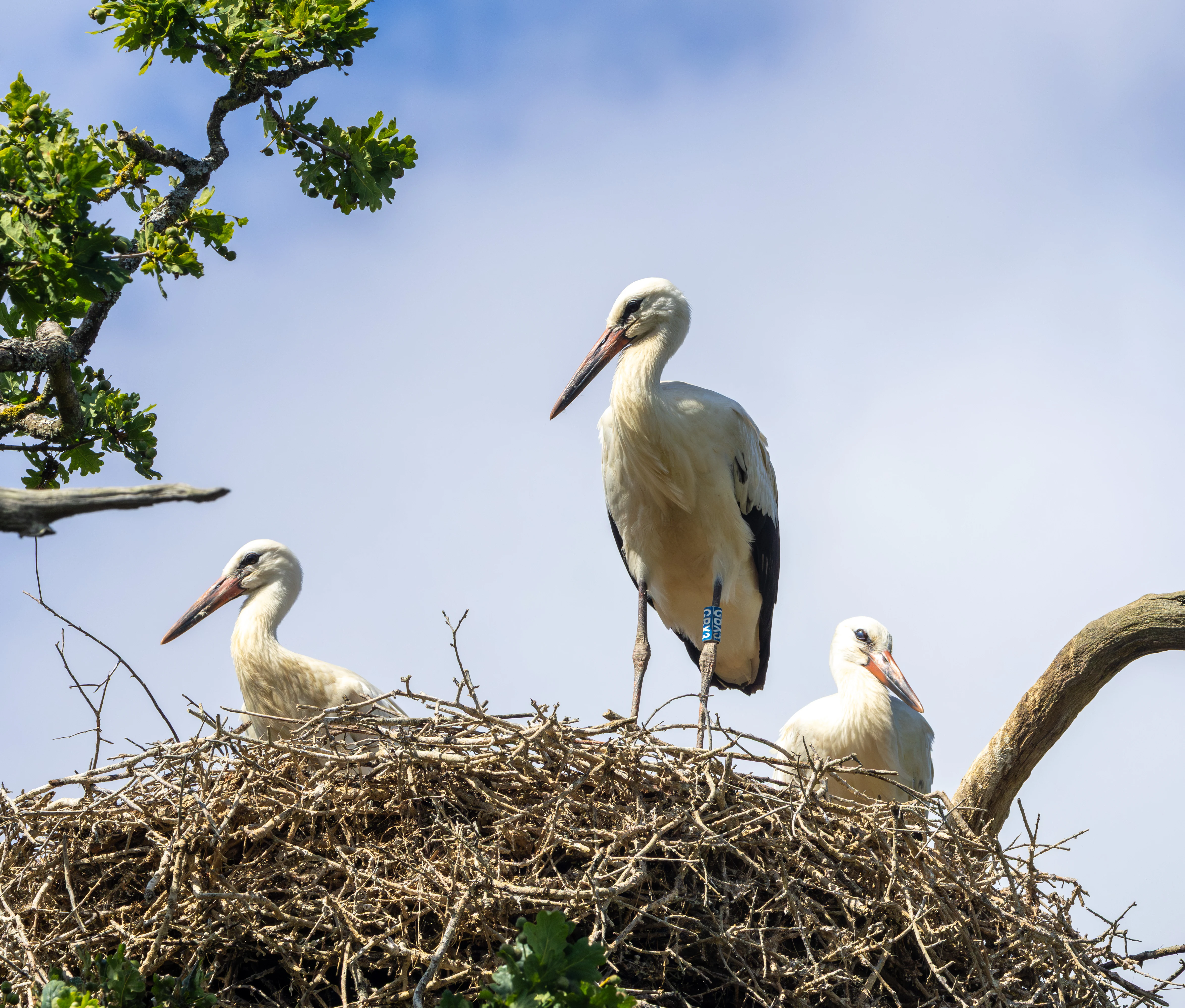 White Stork on nest with chicks, Knepp Estate, West Sussex, UK — photo by Adam Prugel-Bennett