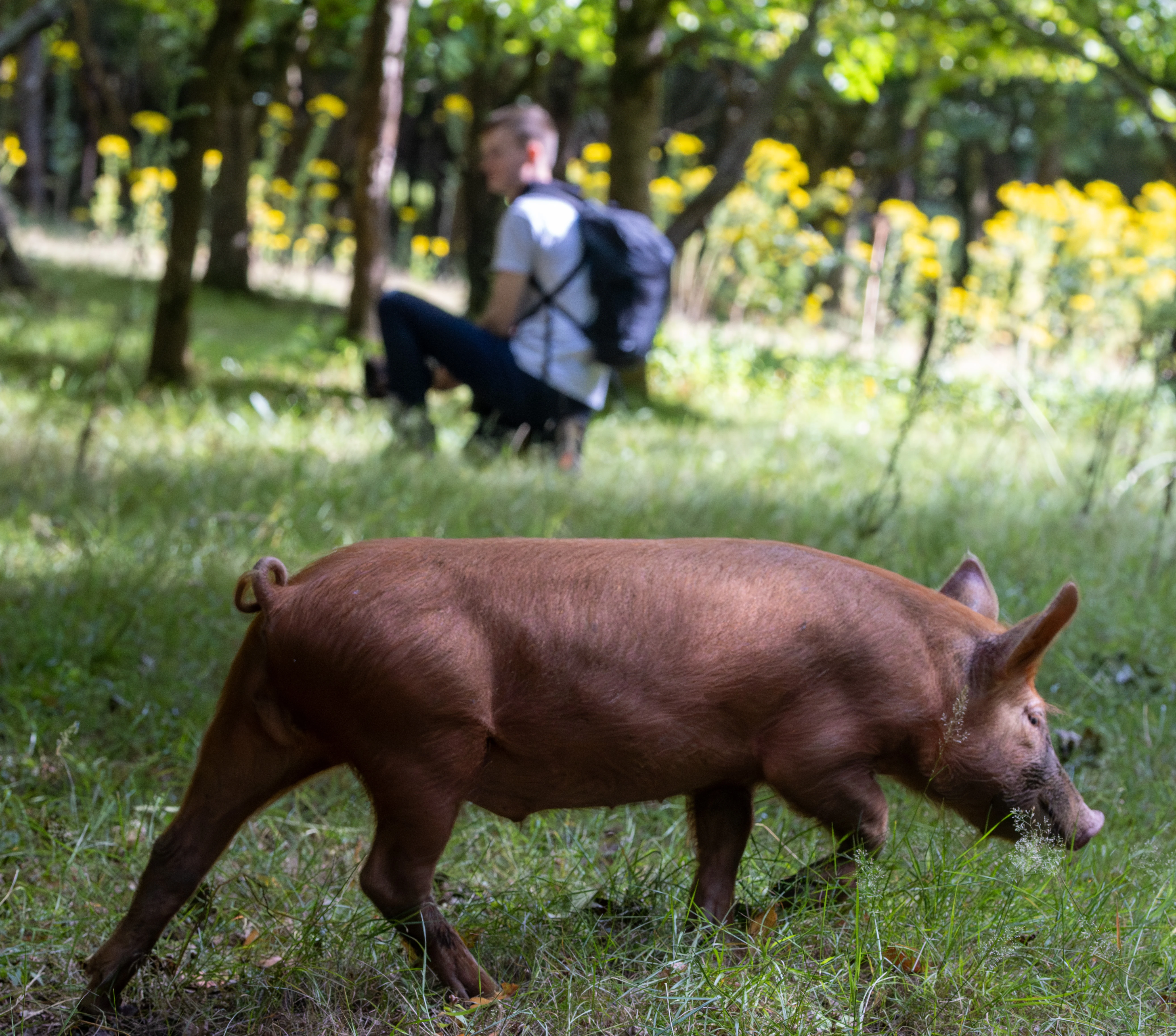 Pig and person in woodland, Knepp Estate, West Sussex, UK — photo by Adam Prugel-Bennett