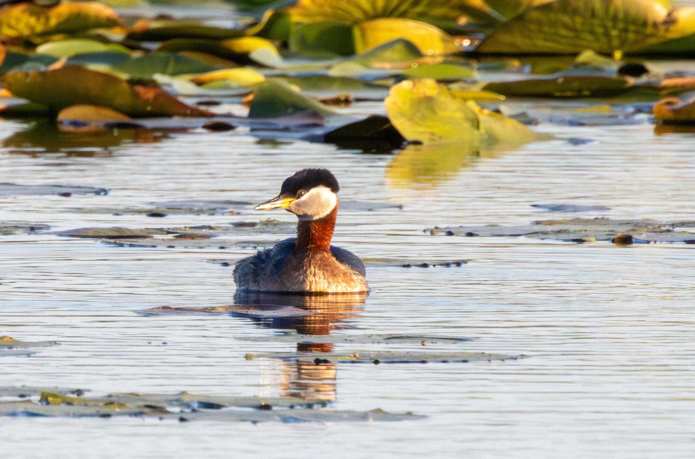Red-necked Grebe, Danube Delta, Romania — photo by Adam Prugel-Bennett