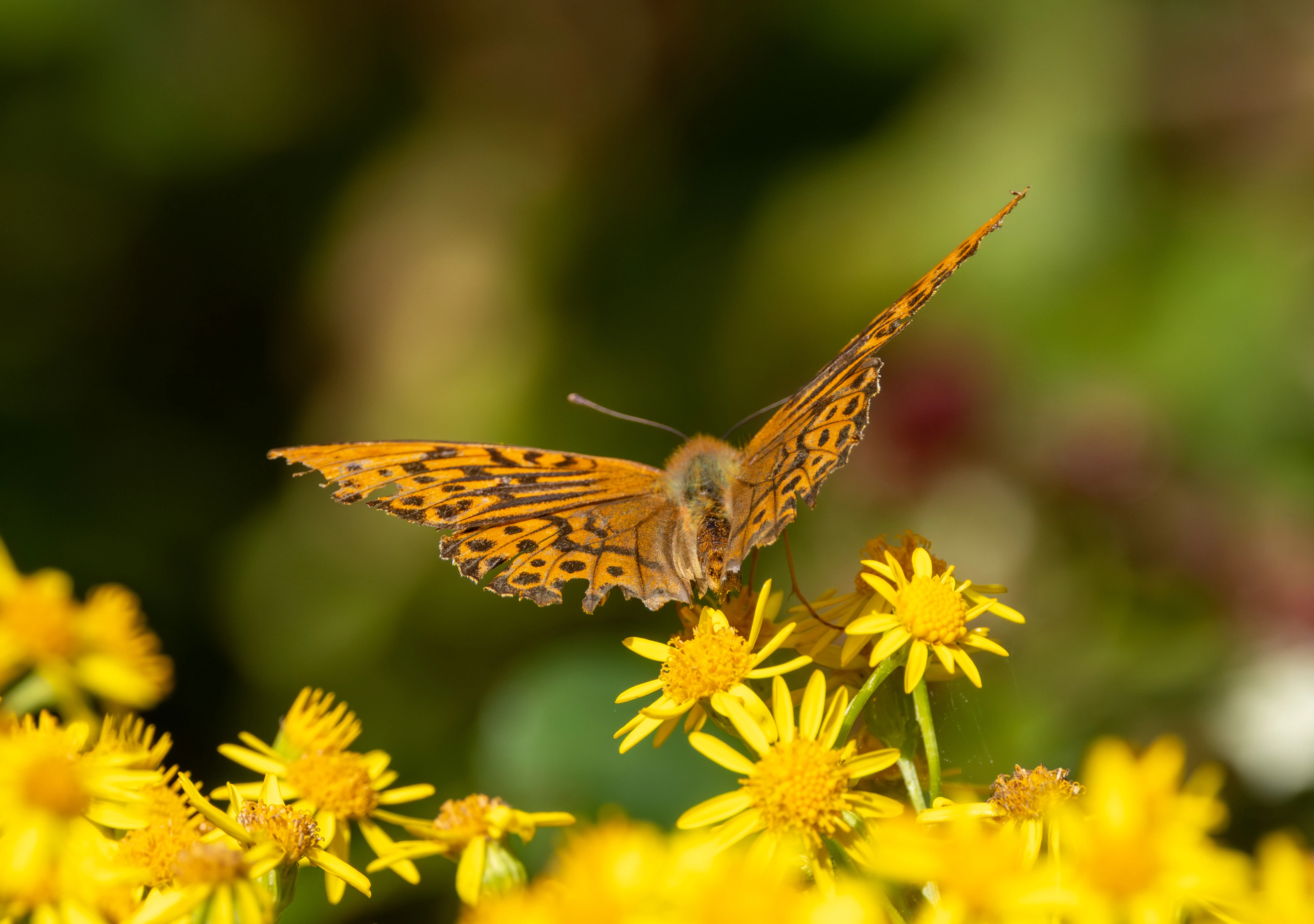 Silver-washed Fritillary on yellow flowers, Knepp Estate, West Sussex, UK — photo by Adam Prugel-Bennett