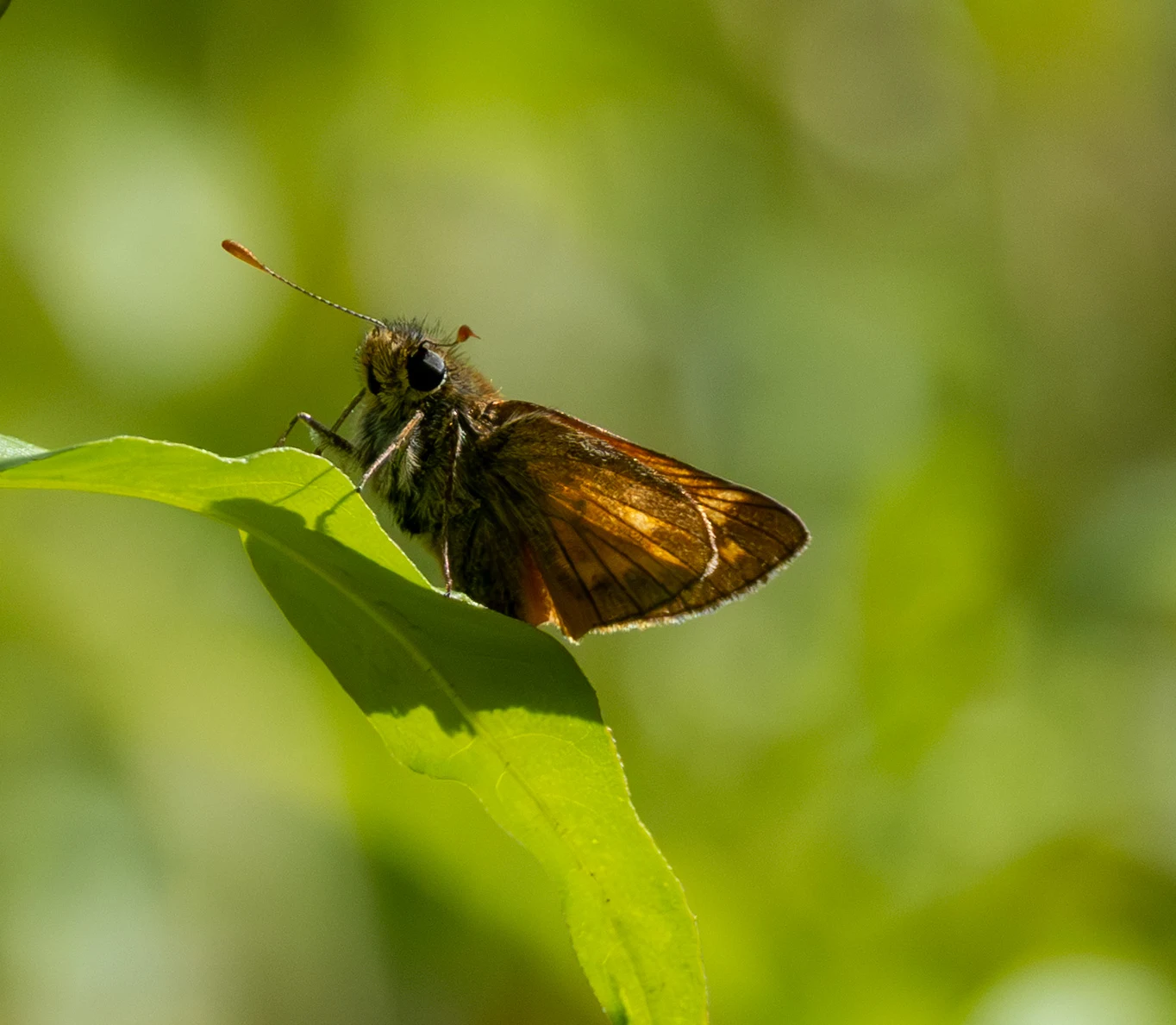 Skipper butterfly, Knepp Estate, West Sussex, UK — photo by Adam Prugel-Bennett