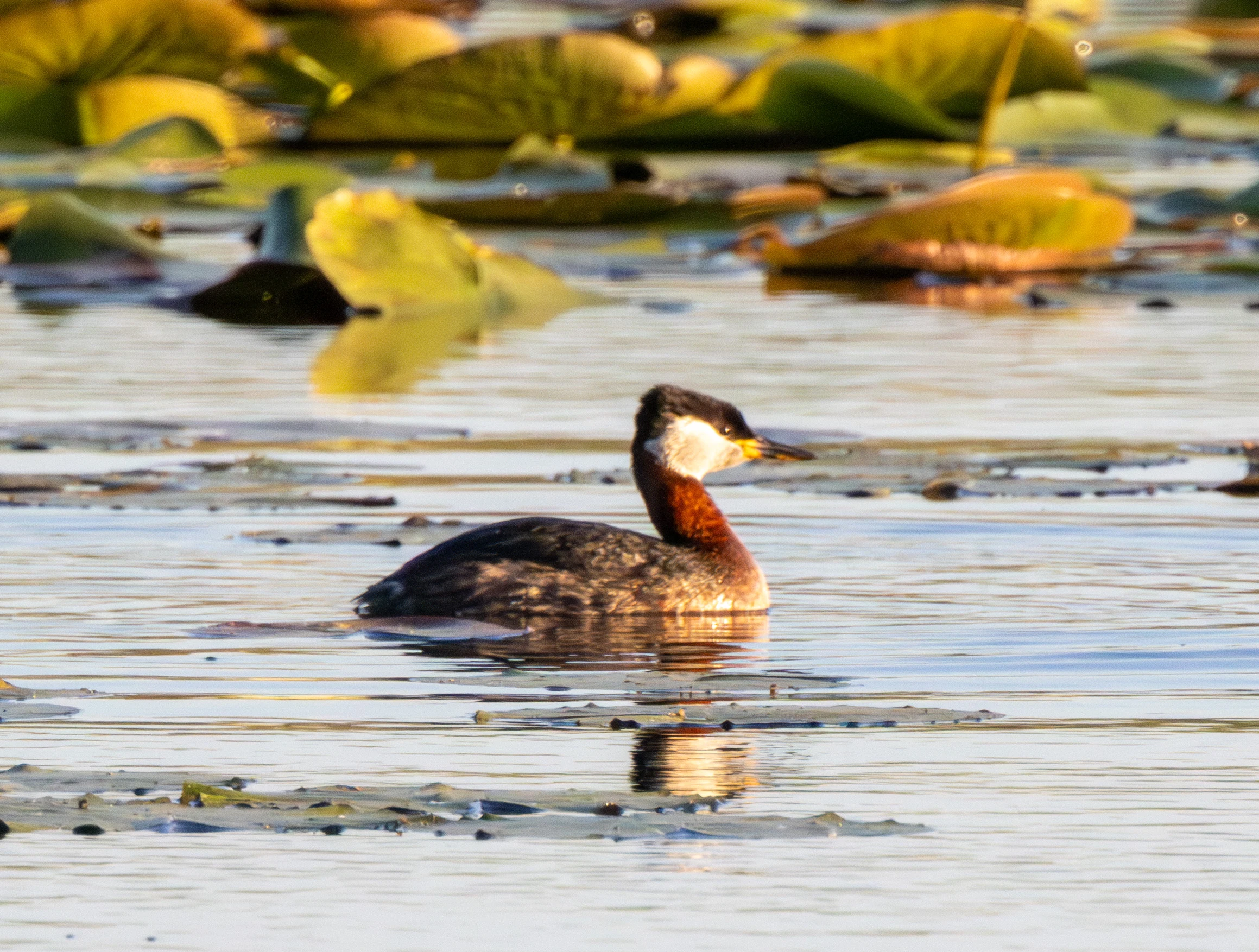 Red-necked Grebe, Danube Delta, Romania — photo by Adam Prugel-Bennett