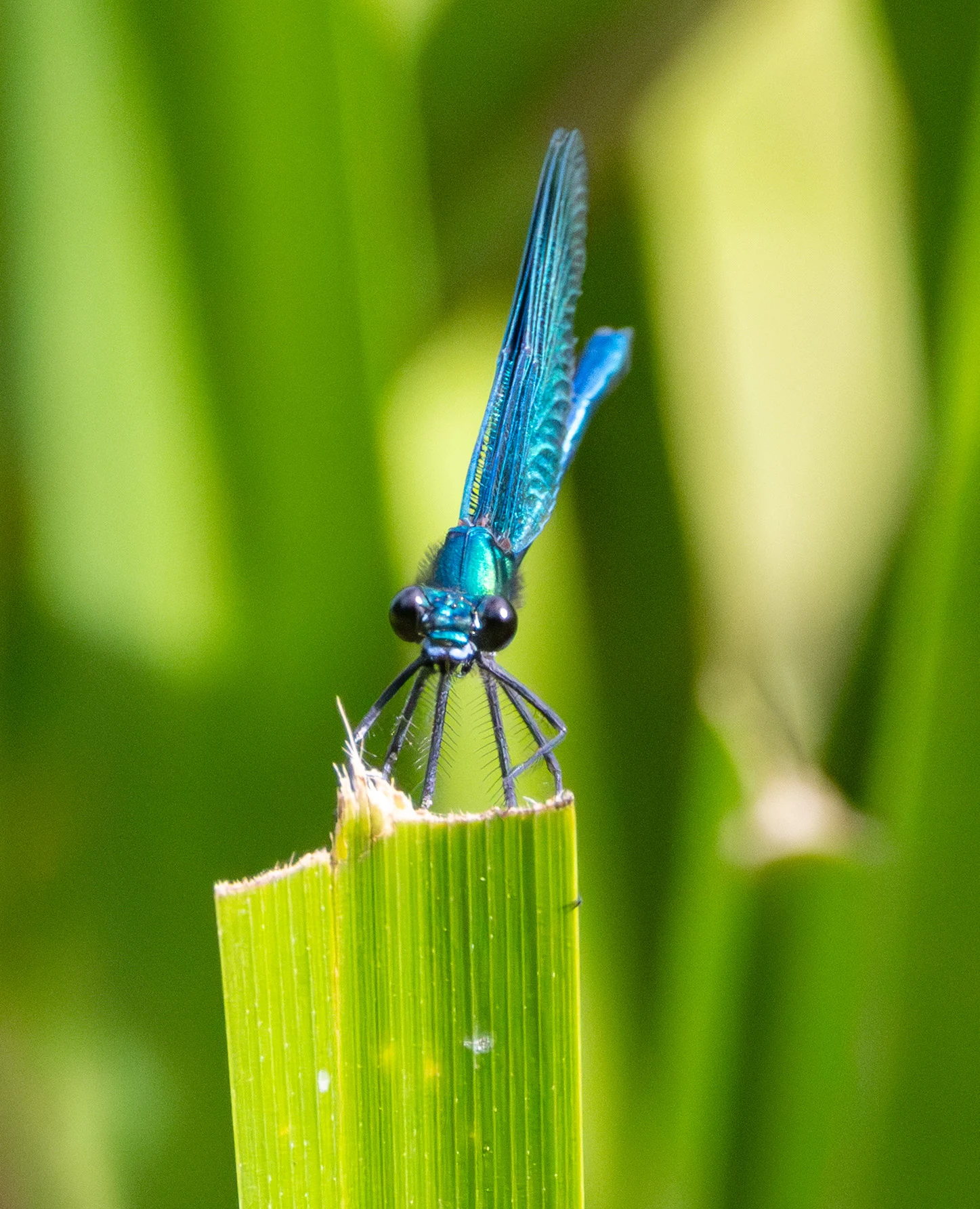 Banded Demoiselle, Knepp Estate, West Sussex, UK — photo by Adam Prugel-Bennett
