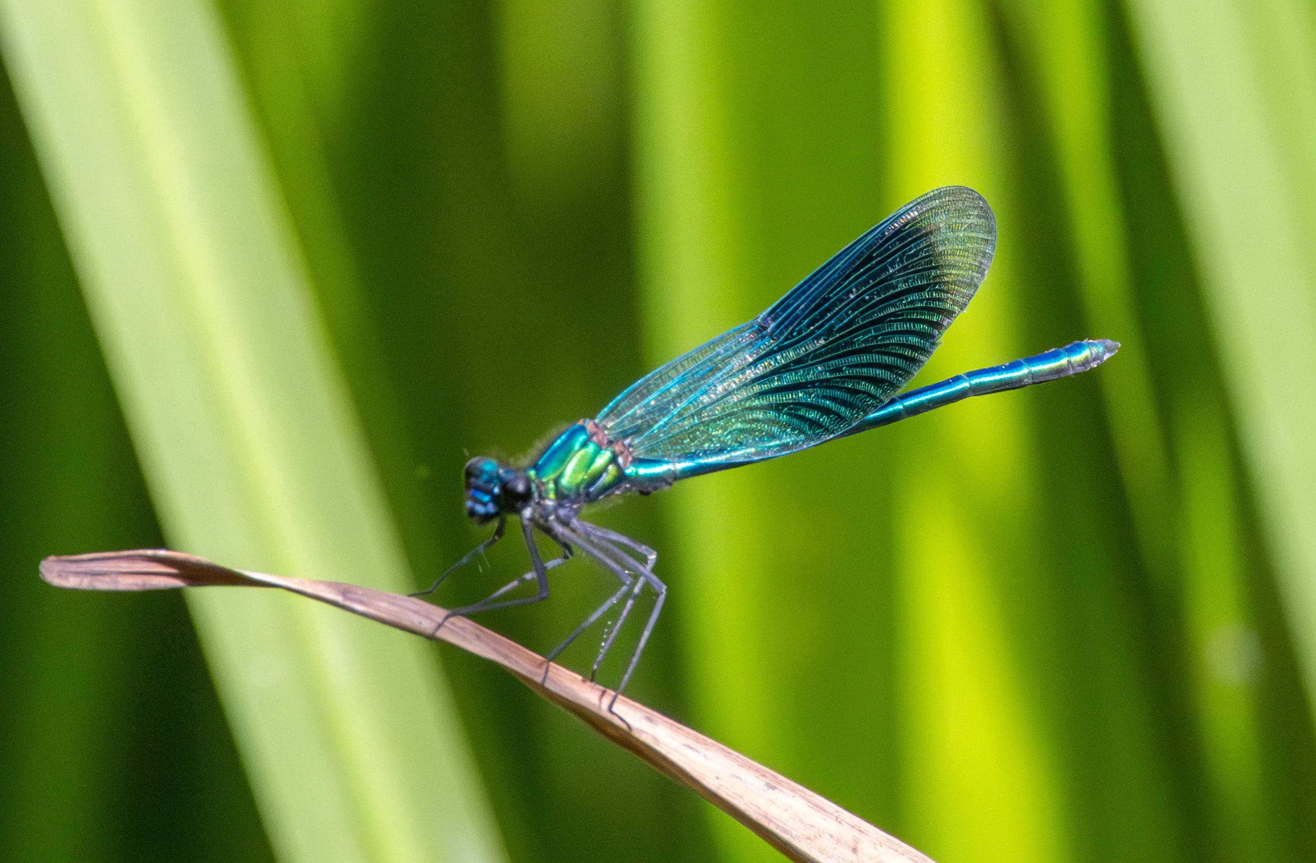 Banded Demoiselle, Knepp Estate, West Sussex, UK — photo by Adam Prugel-Bennett
