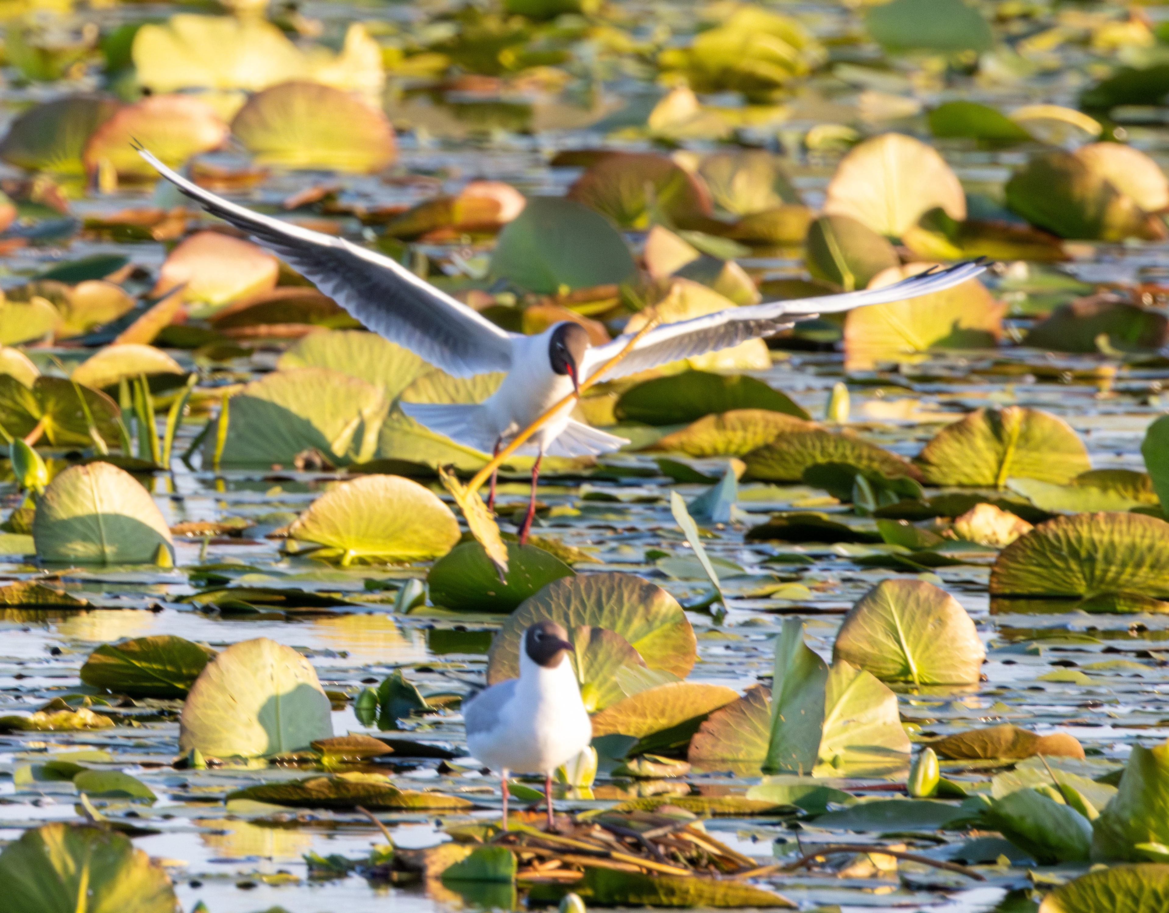 Black-headed Gulls on water lilies, Danube Delta, Romania — photo by Adam Prugel-Bennett