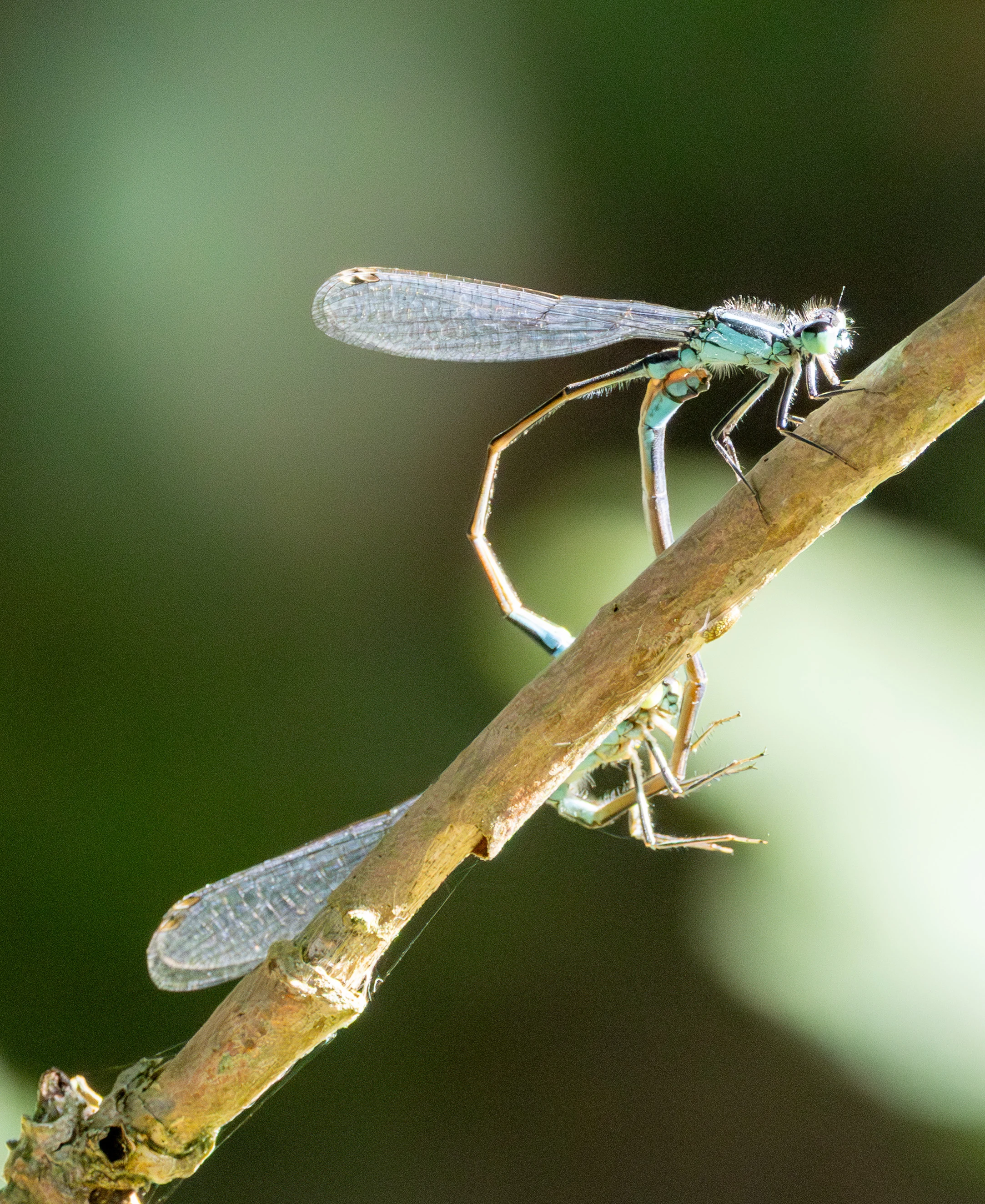 Damselflies mating, Knepp Estate, West Sussex, UK — photo by Adam Prugel-Bennett