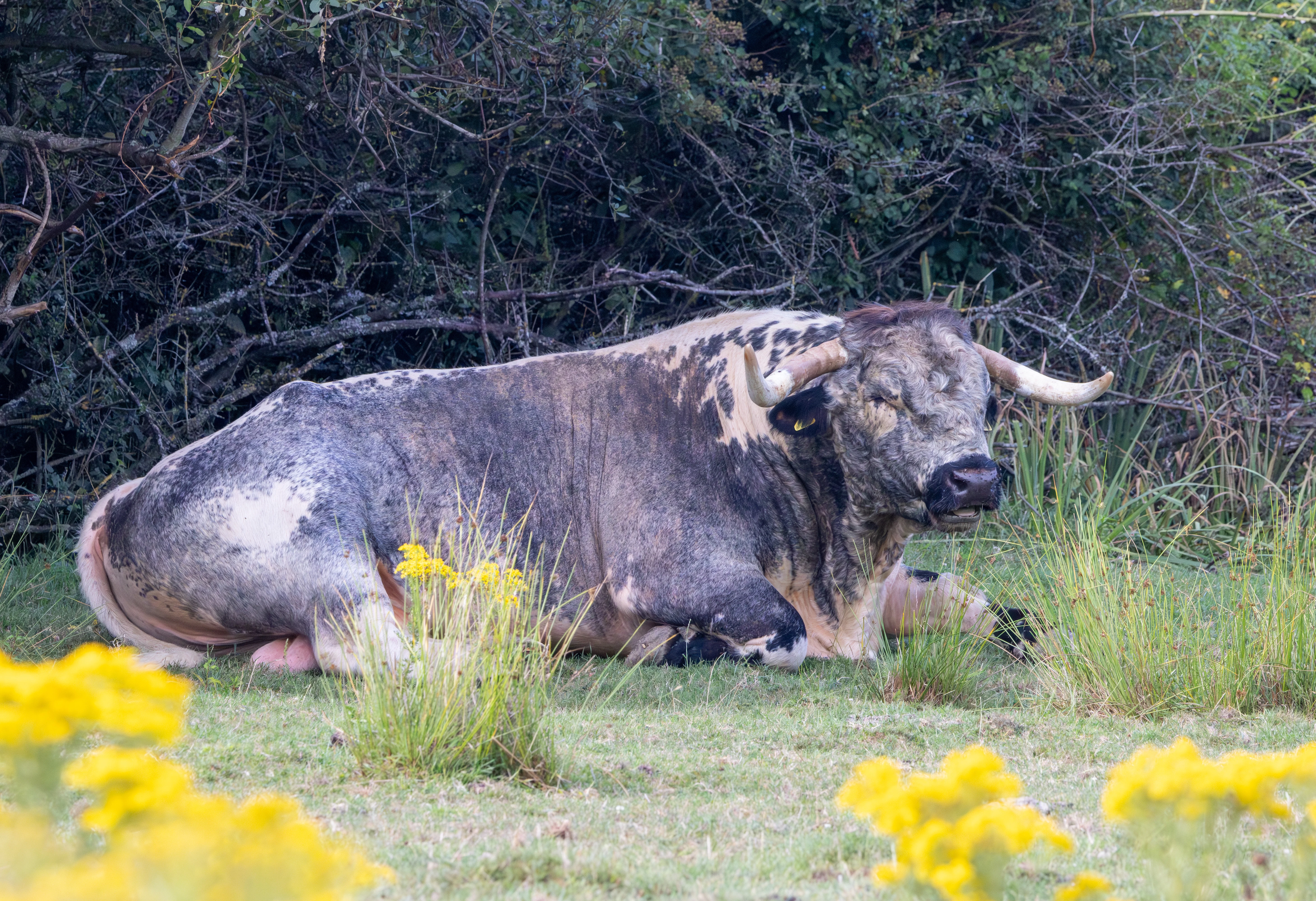 English Longhorn, Knepp Estate, West Sussex, UK — photo by Adam Prugel-Bennett