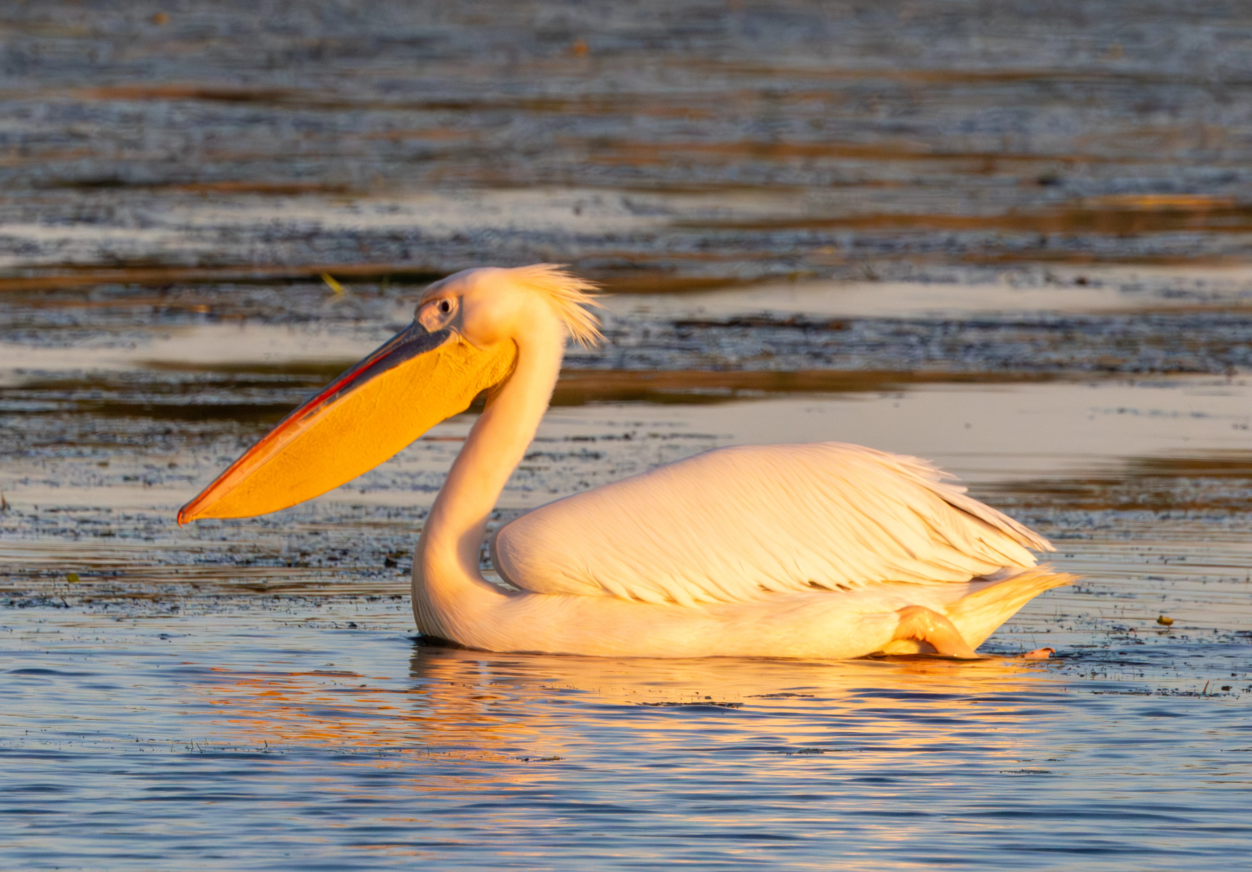 Great White Pelican, Danube Delta, Romania — photo by Adam Prugel-Bennett