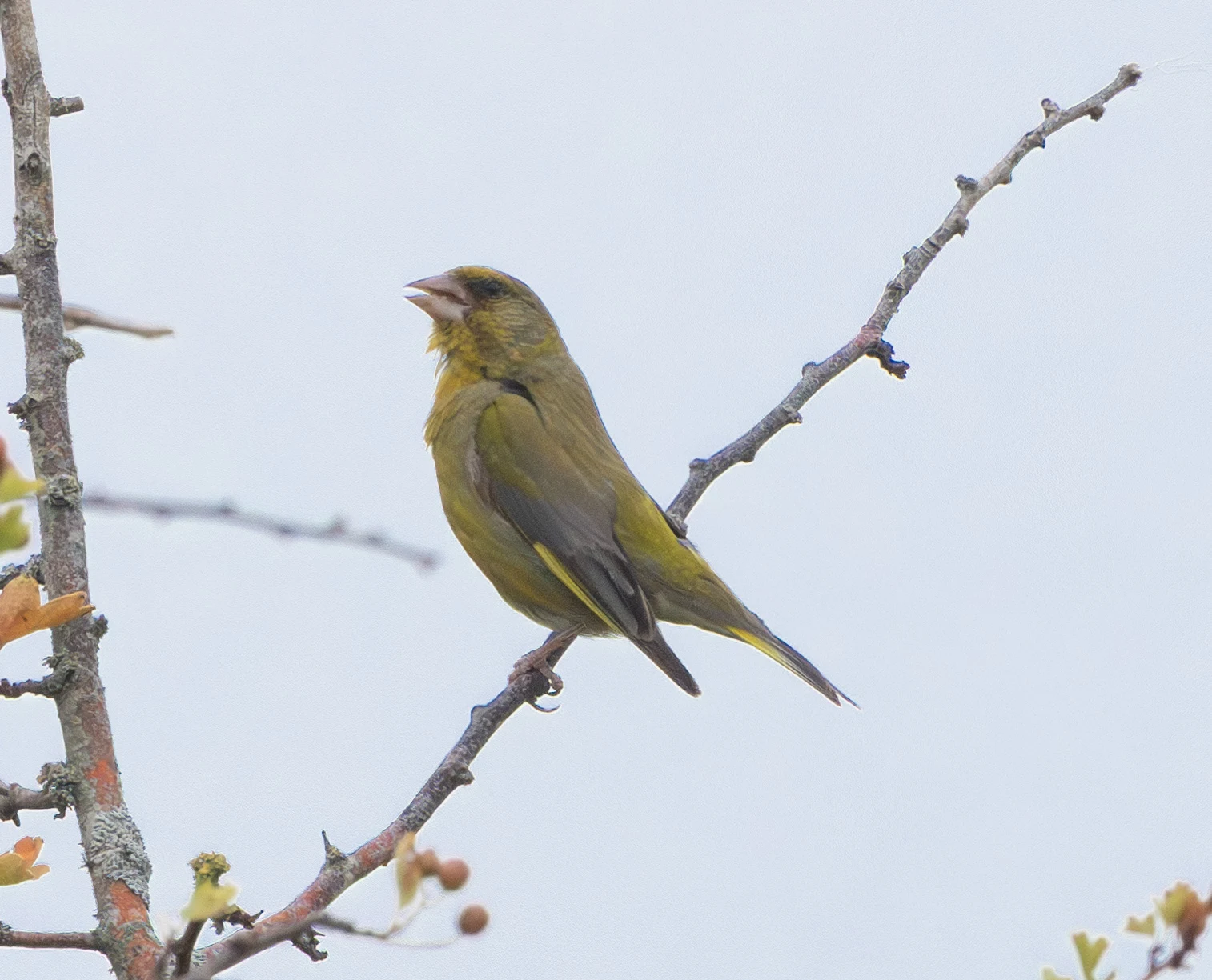 European Greenfinch, Farlington Marshes, Hampshire, UK — photo by Adam Prugel-Bennett