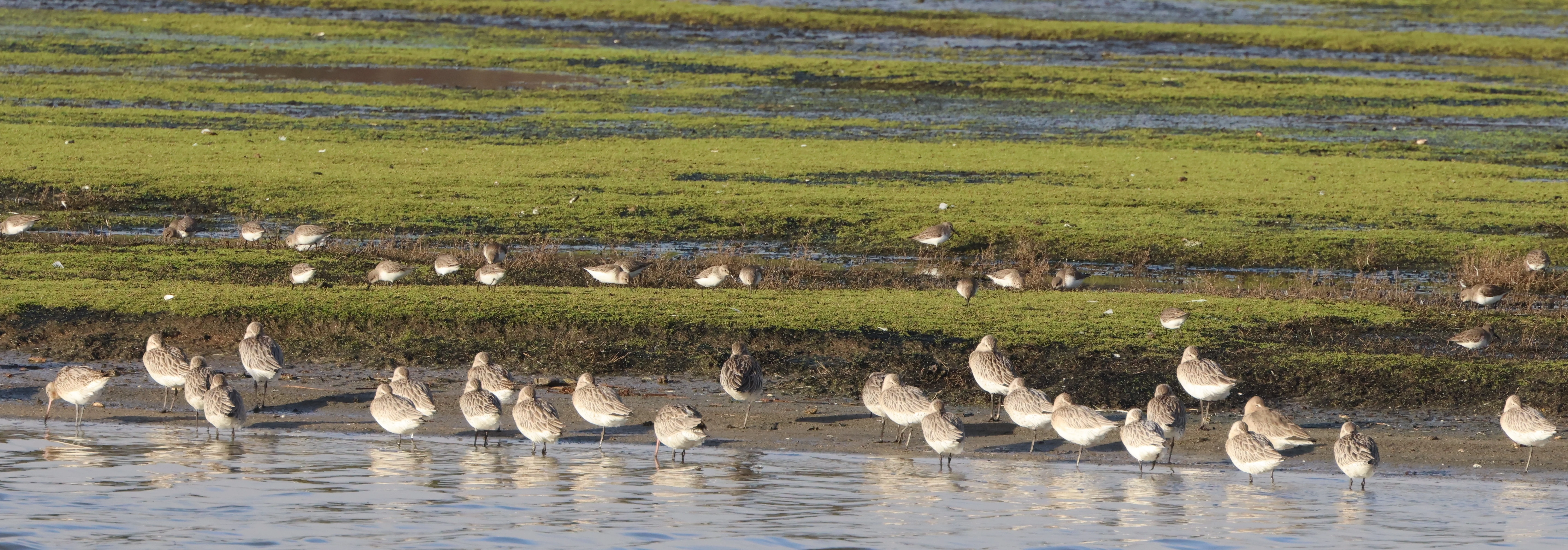 Bar-tailed Godwit, Pool Harbour (Brownsea Lagoon), Poole, Dorset, UK — photo by Adam Prugel-Bennett