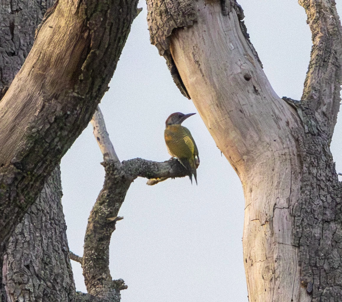 Green Woodpecker, Farlington Marshes, Hampshire, UK — photo by Adam Prugel-Bennett