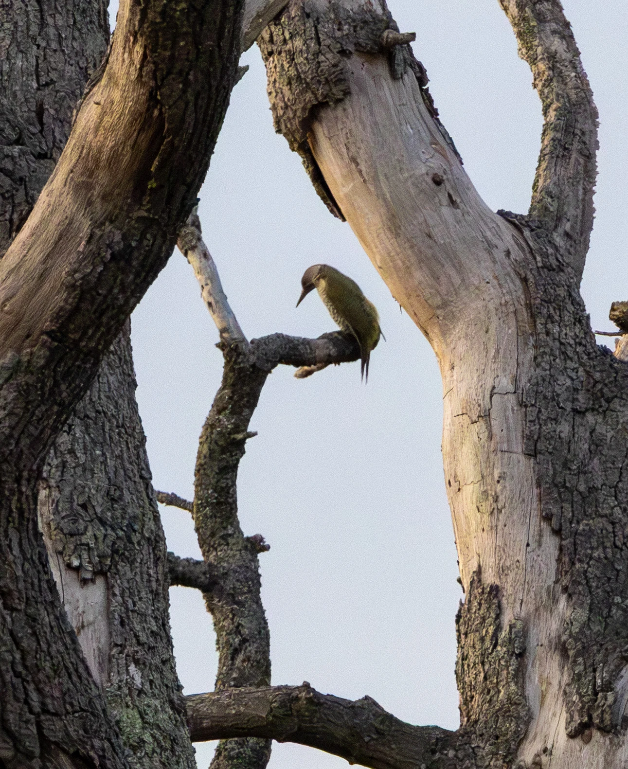 European Green Woodpecker, Dogmersfield, Hampshire, UK — photo by Adam Prugel-Bennett