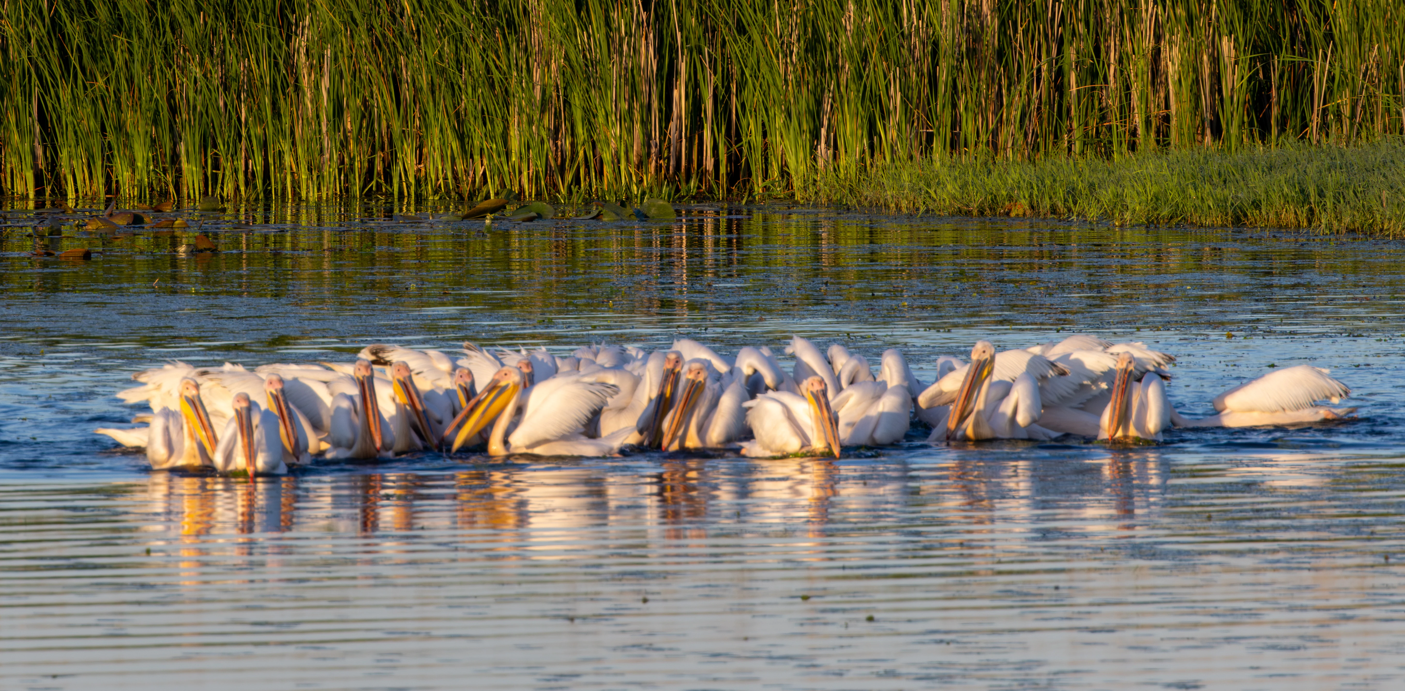 Dalmatian Pelicans, Danube Delta, Romania — photo by Adam Prugel-Bennett