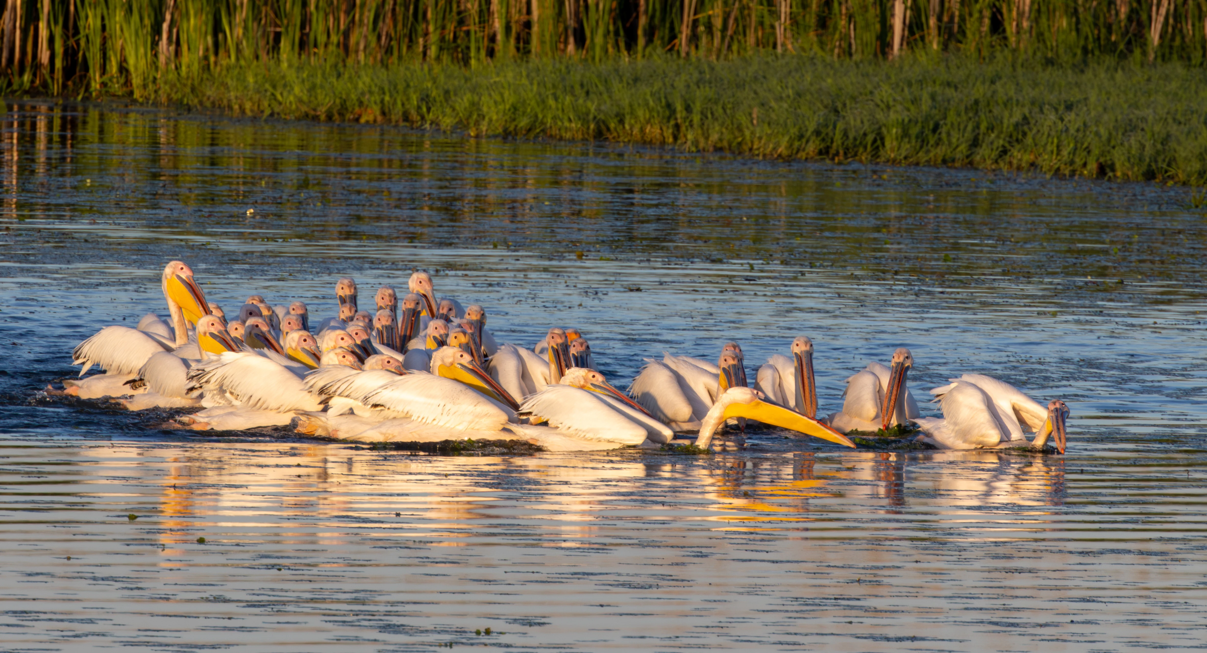 Dalmatian Pelicans, Danube Delta, Romania — photo by Adam Prugel-Bennett